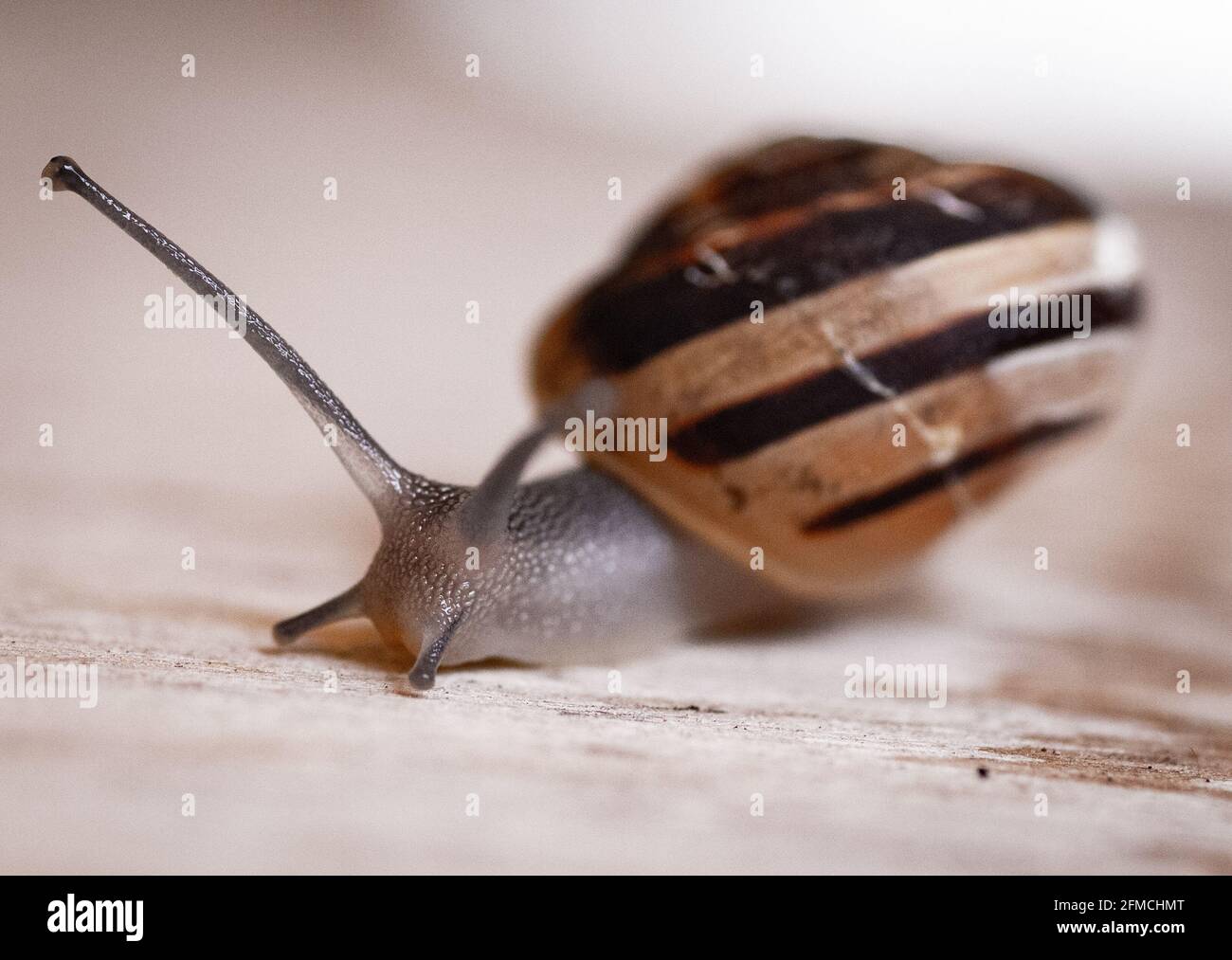 Eine Schnecke bewegt sich langsam auf dem Holz Stockfoto