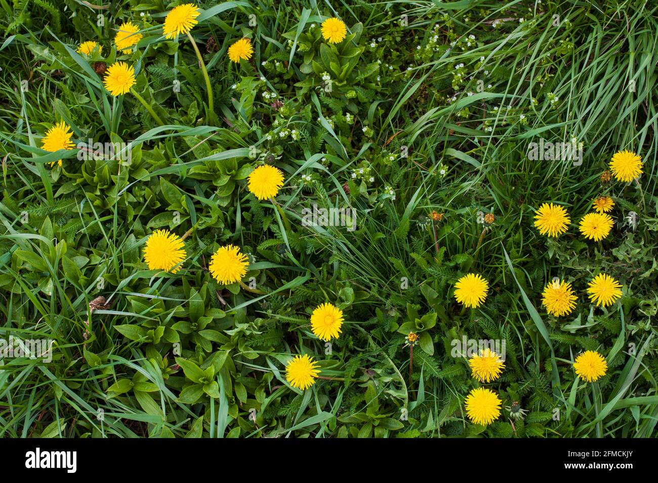 Dandelionen Feld Hintergrund am sonnigen Frühlingstag. Gelbe Löwinenblumen (Taraxacum officinale). Stockfoto