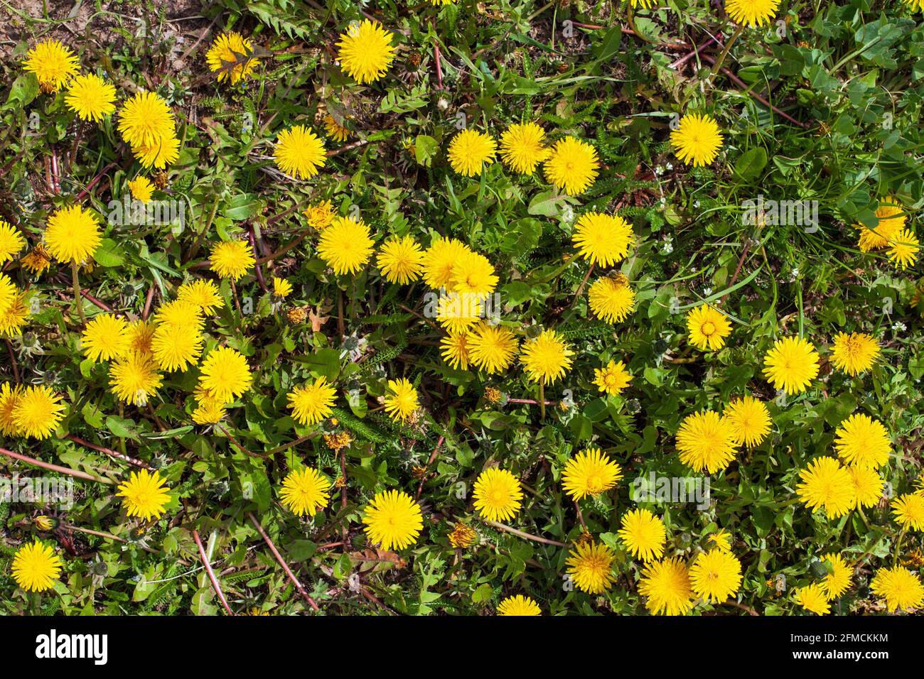 Gelbe Löwinenblumen (Taraxacum officinale). Dandelionen Feld Hintergrund am sonnigen Frühlingstag. Stockfoto
