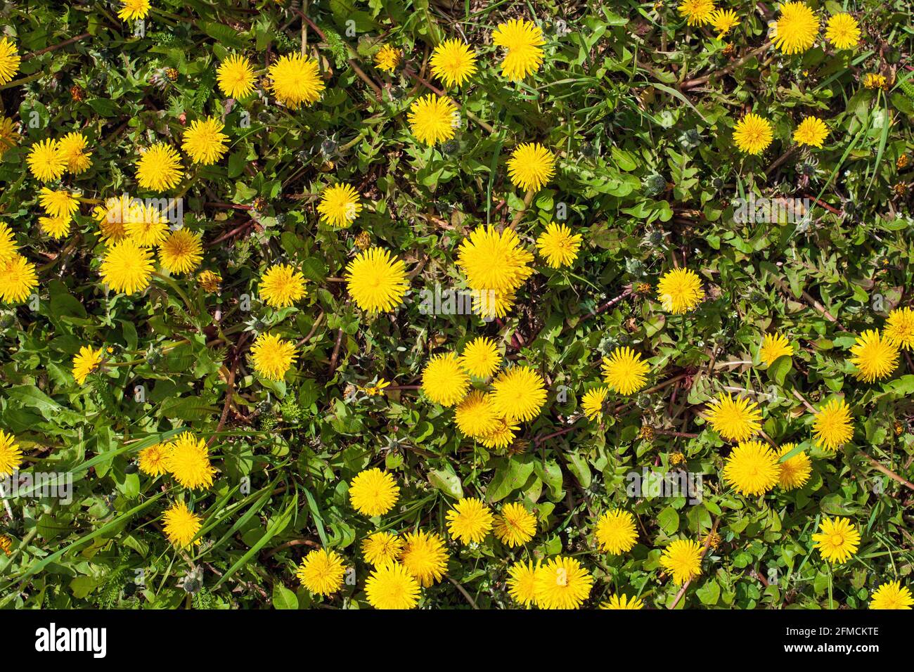 Löwinenzapfen (Taraxacum officinale) wächst im Frühjahr in freier Wildbahn. Stockfoto