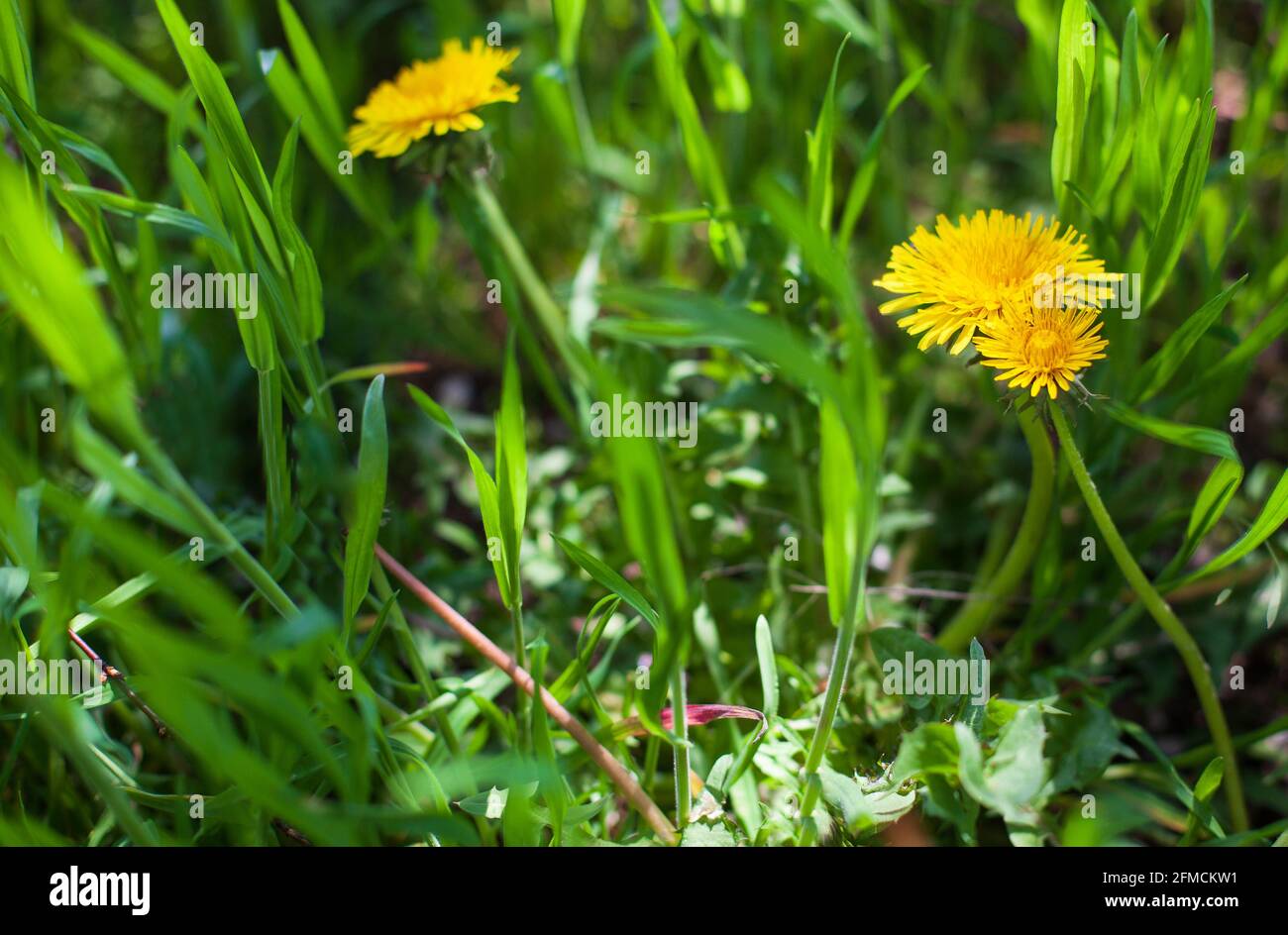 Nahaufnahme der Blüten gelbe Dandelionen. (Taraxacum officinale) Stockfoto