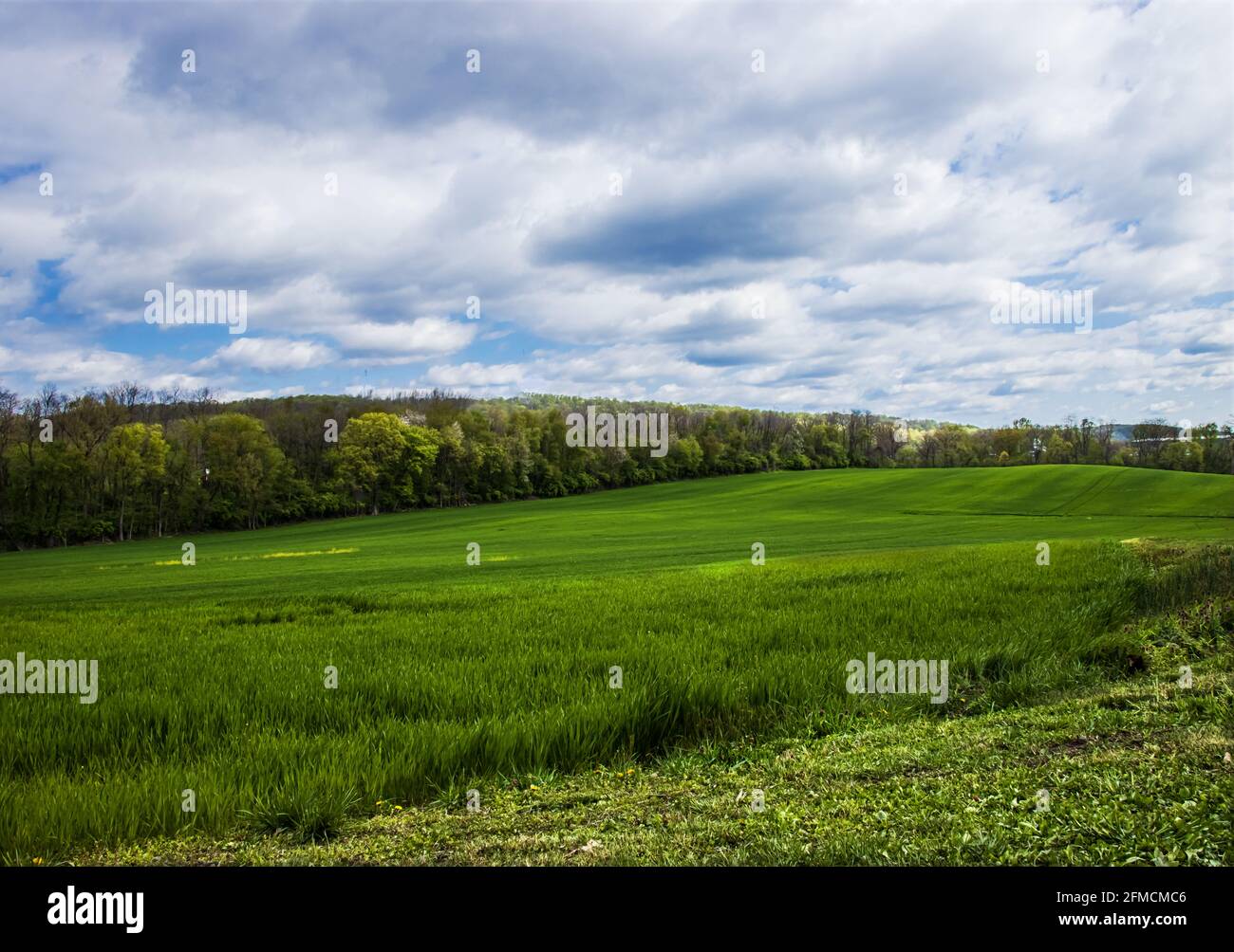 Üppig grünes Gras Ackerland unter einem wolkigen blauen Himmel im Frühling in Ephrata, Lancaster County, Pennsylvania Stockfoto