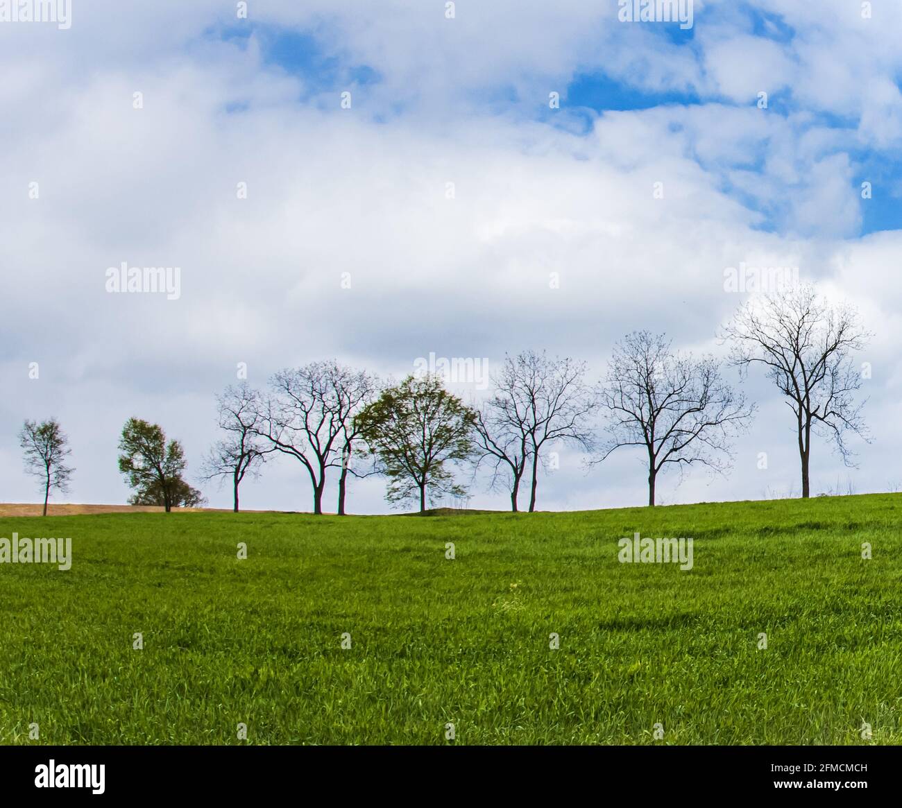 Eine Reihe von aufkeimenden Bäumen auf einem grasbewachsenen Hügel unter einem wolkigen blauen Himmel im Frühling in Ephrata, Lancaster County, Pennsylvania Stockfoto