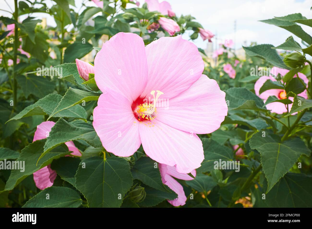 Eine wunderschöne rosa Hibiskusblüte mit grünen Blättern und Gelb Stigma Stockfoto