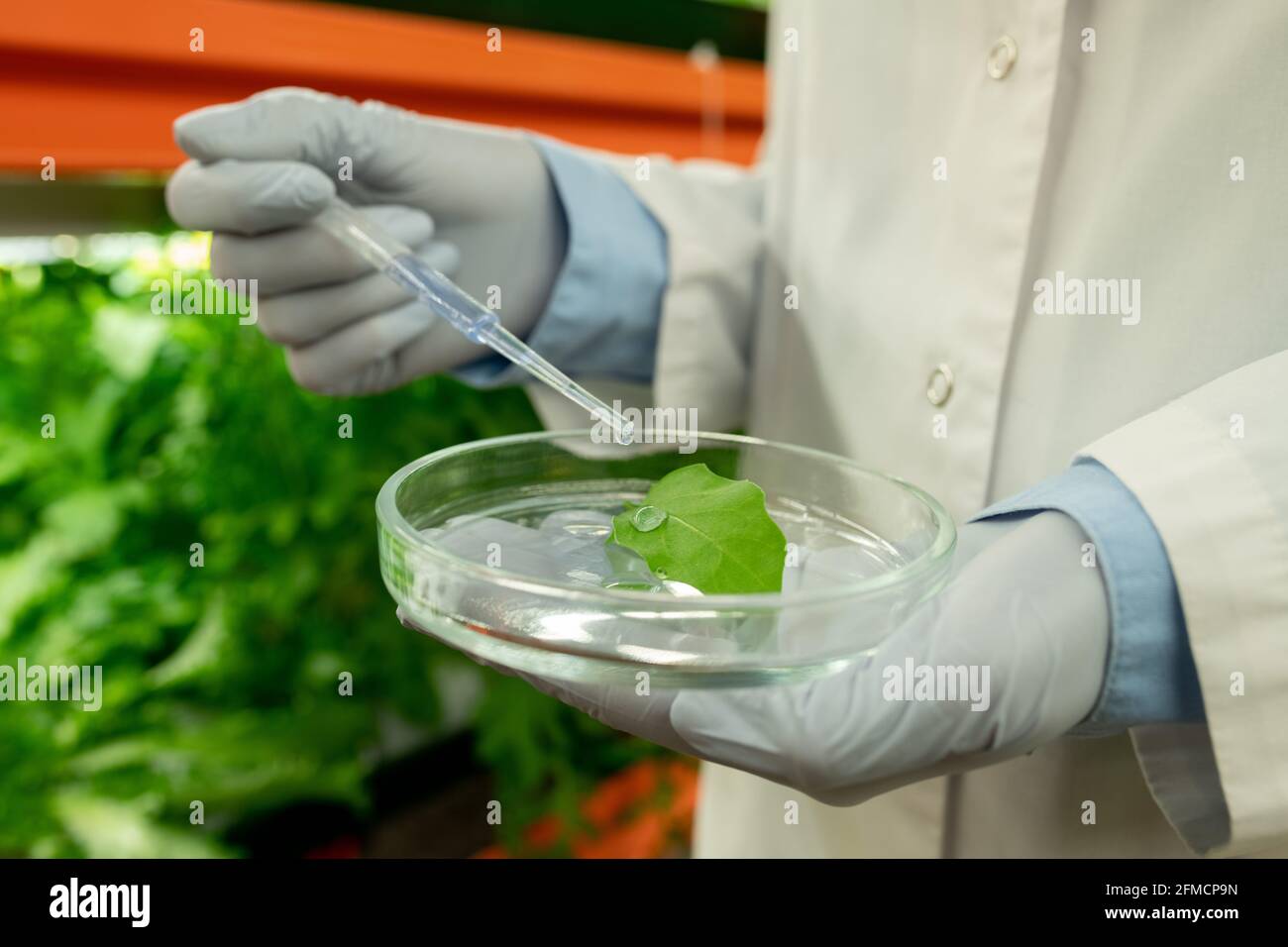 Nahaufnahme eines Agrarbiologen mit Handschuhen und einem weißen Fell Blaues Reagenz auf Blatt in Petrischale während der Forschung Im Gewächshaus Stockfoto