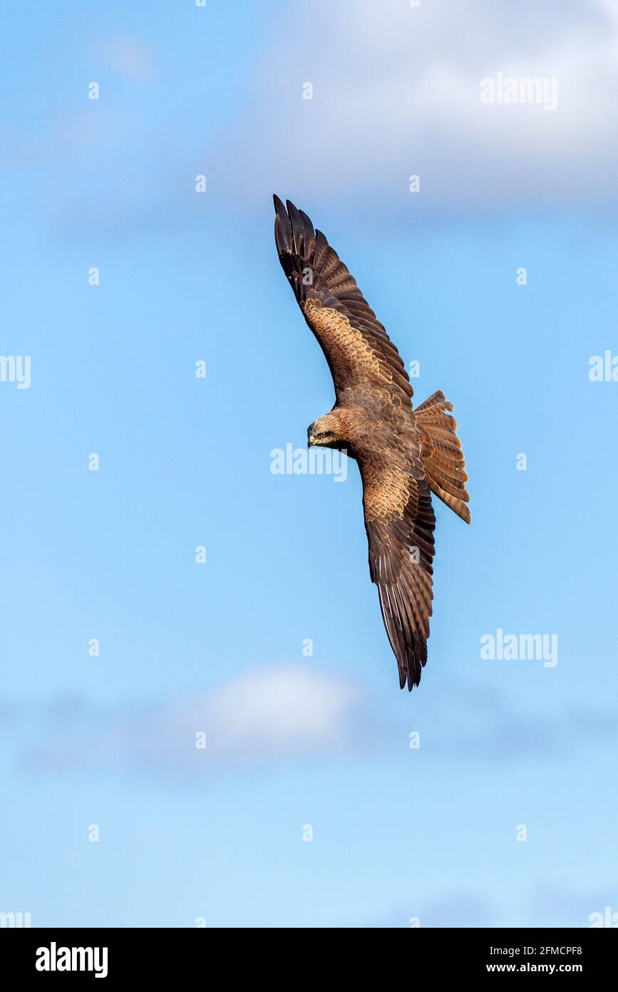 Black Kite (Milvus migrans) Greifvögel, die mit Flügeln fliegen, die im Flug mit einem blauen Himmel ausgebreitet sind, Stock-Foto-Bild Stockfoto