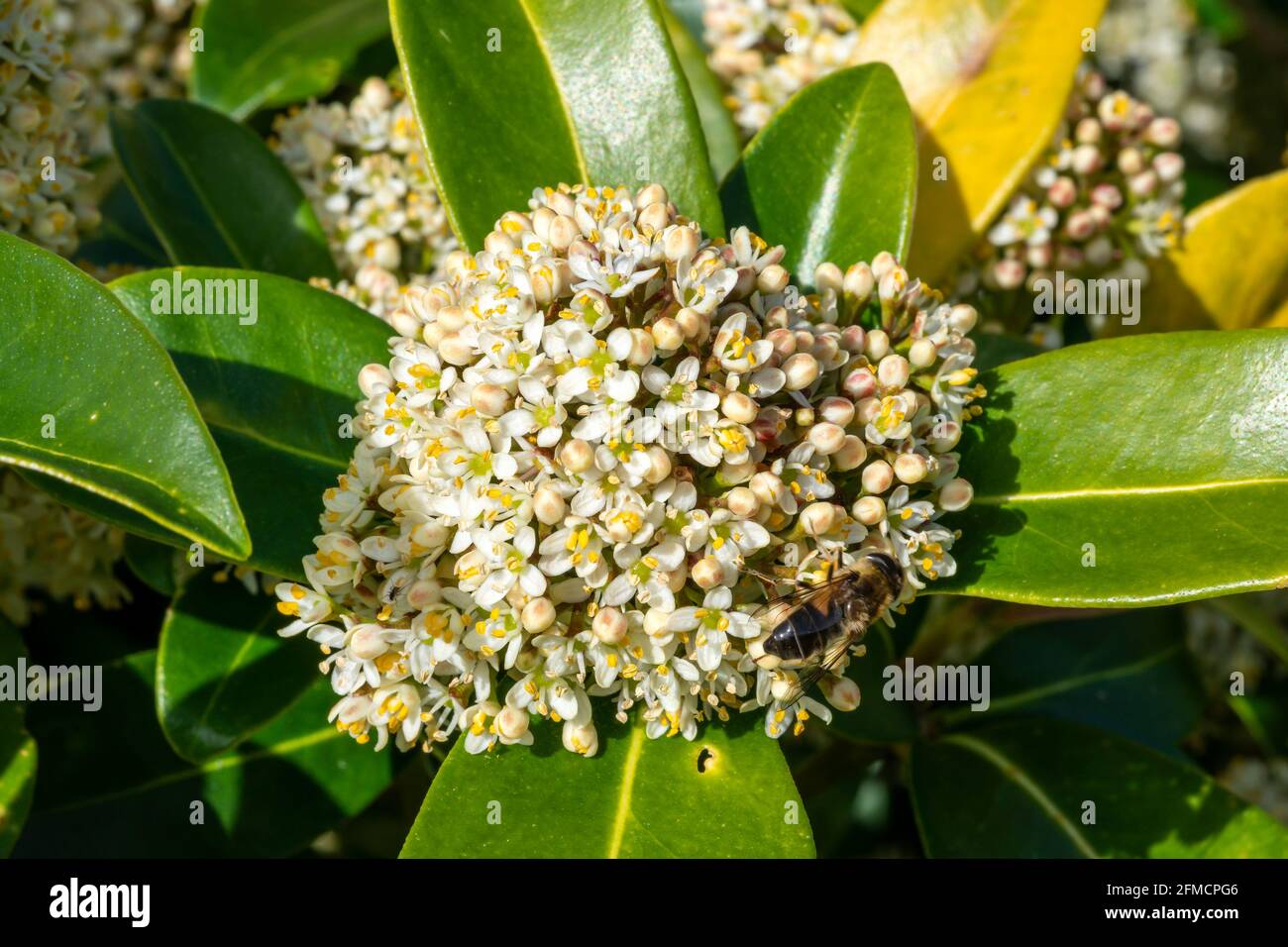 Skimmia japonica 'Fragrans' eine frühlingsblühende Strauchpflanze mit einer weißen Frühlingsblume, Stockfoto Stockfoto