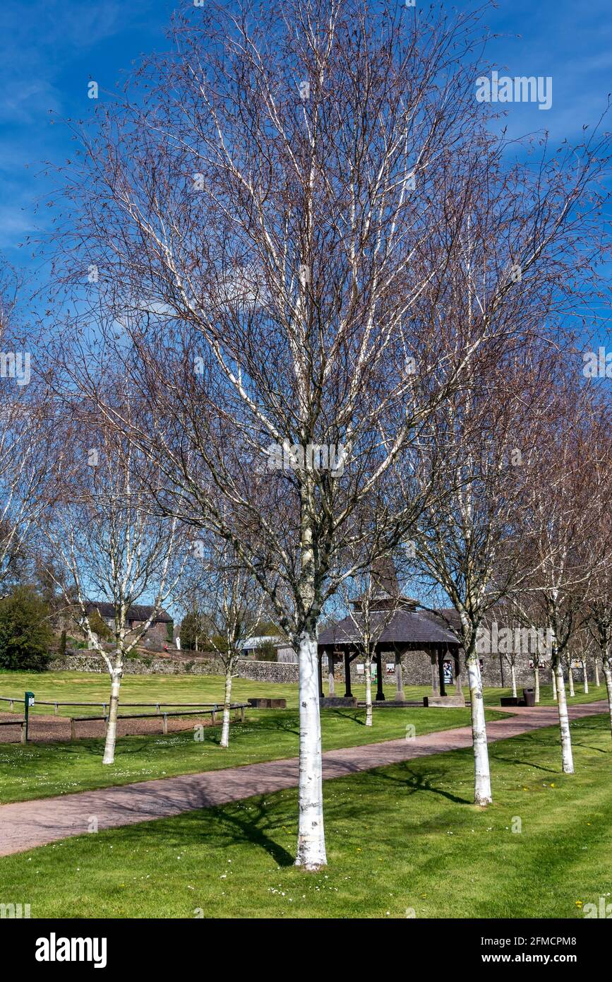 Linie von Himalaya-Birken (Betula utilizat) Entlang eines Pfades am National Botanic Garden of Wales Das ist ein beliebtes Reiseziel für Touristen Stockfoto