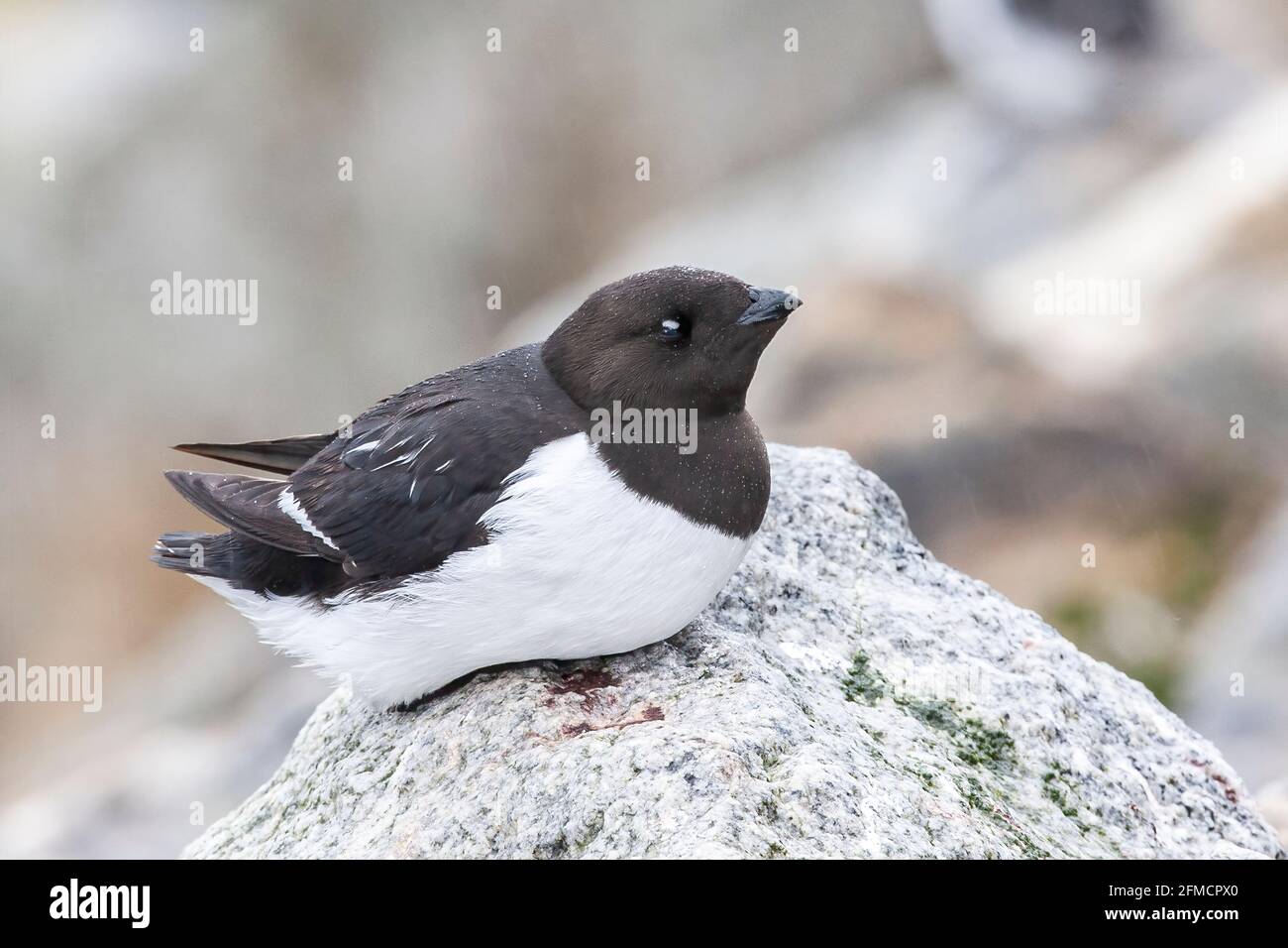 Kleine Auk oder Dovekie, Alle alle, alleinerziehend auf einer Klippe in der Brutkolonie, Fulgelsongen, Svalbard, Spitzbergen, Norwegen Stockfoto