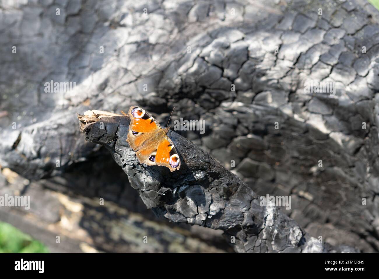 Selektive Fokusaufnahme eines Pfauenschmetterlings auf einem Stück Bei Tageslicht aus Holz Stockfoto