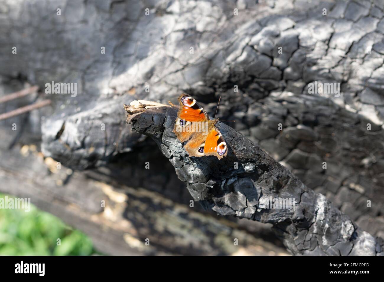 Selektive Fokusaufnahme eines Pfauenschmetterlings auf einem Stück Bei Tageslicht aus Holz Stockfoto