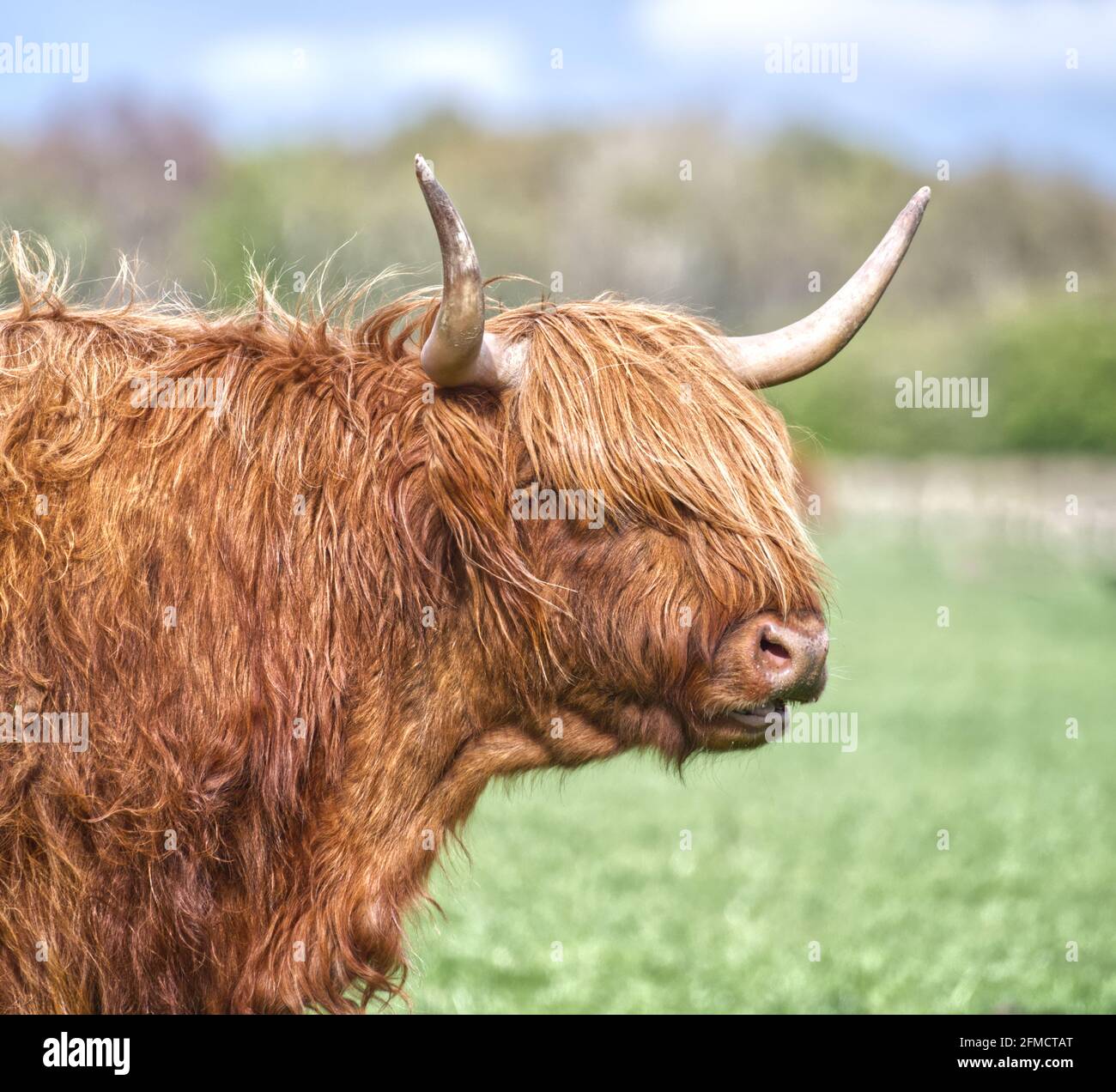 Hochlandrinder Stockfoto