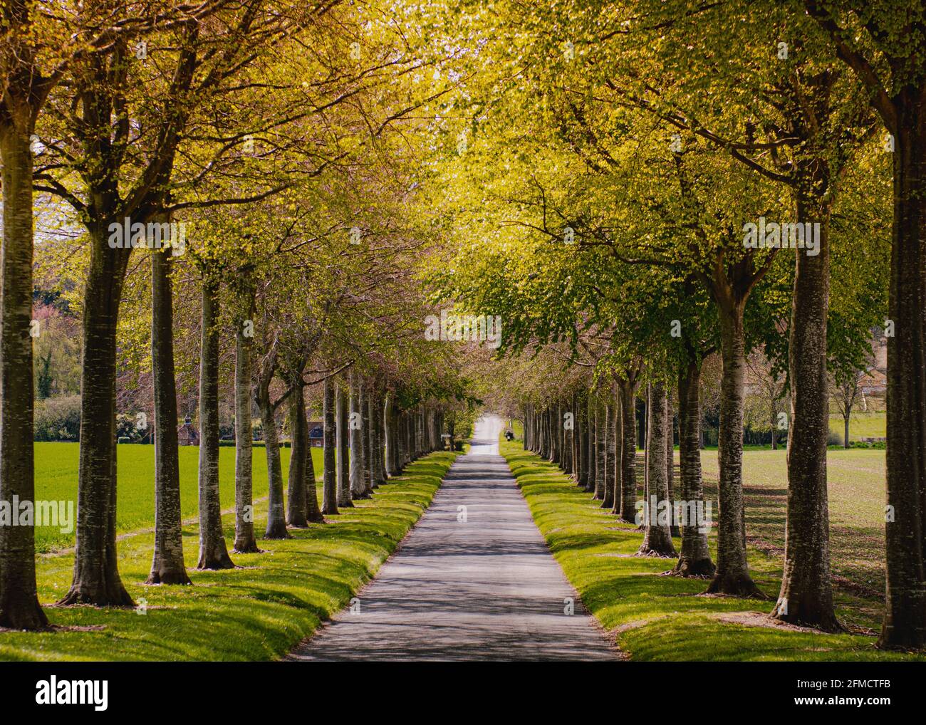 Von Bäumen gesäumte Allee von Moor Crichel, Dorset Stockfoto