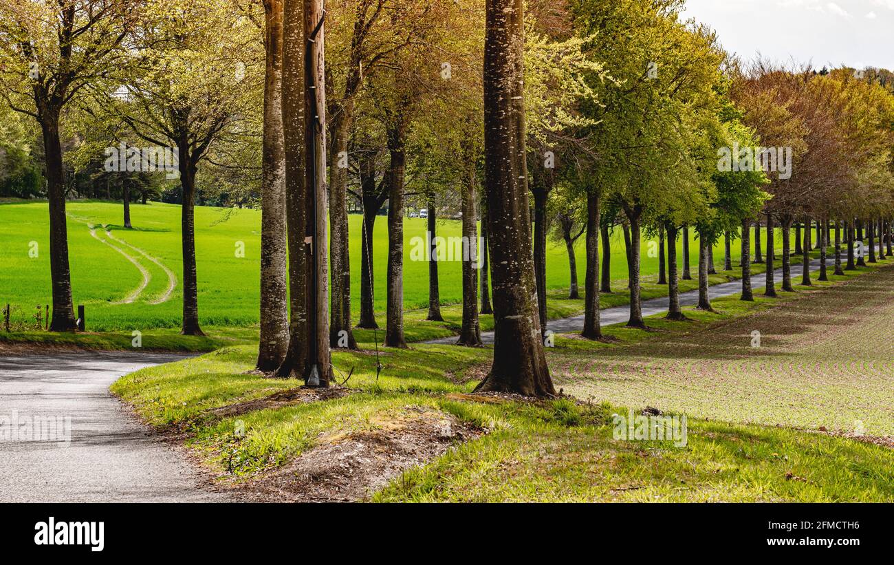 Von Bäumen gesäumte Allee von Moor Crichel, Dorset Stockfoto