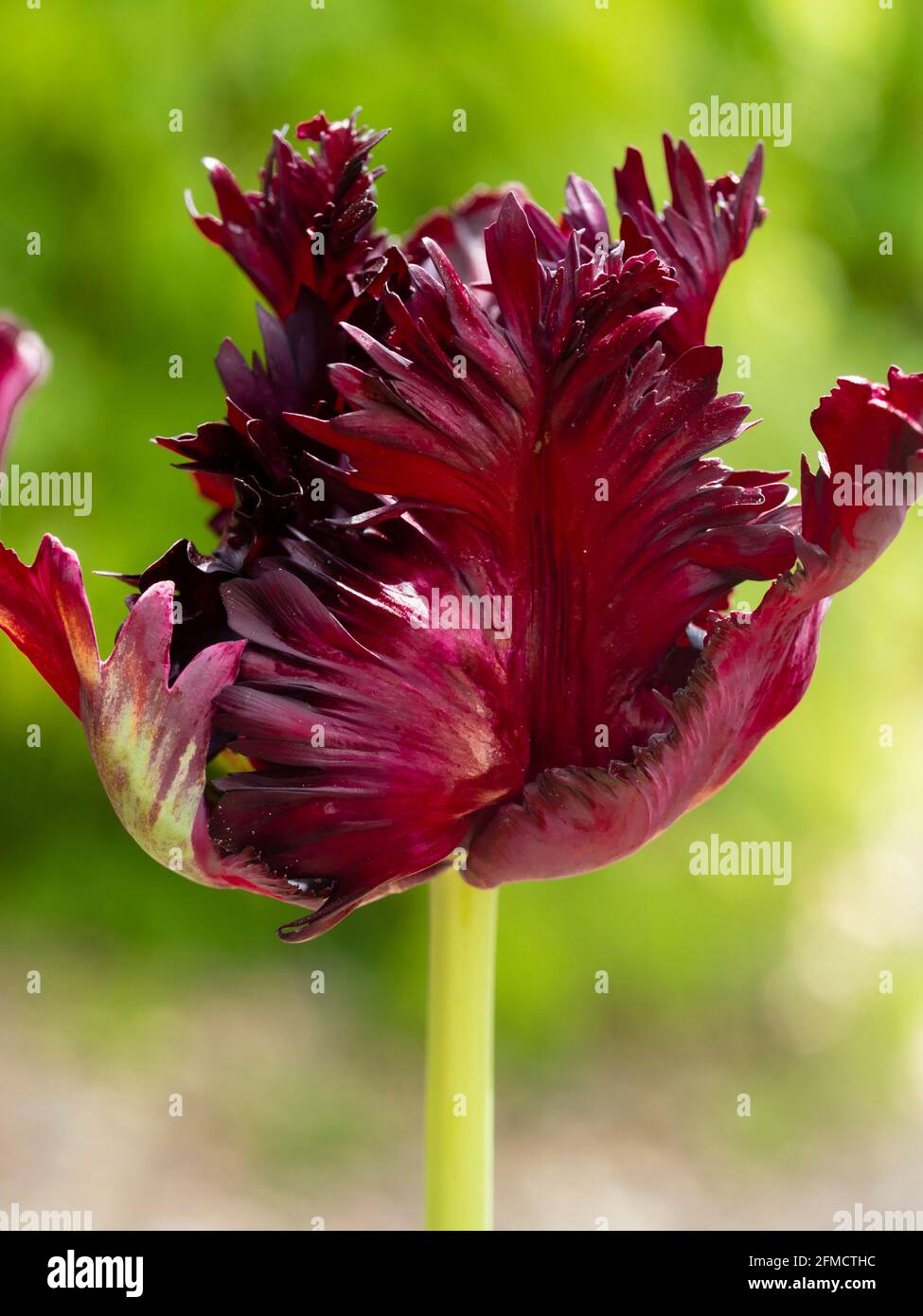 Dunkelrote gefiederte Blüte der frühlingsblühenden Papageientupete, Tulipa Black Papagei Stockfoto