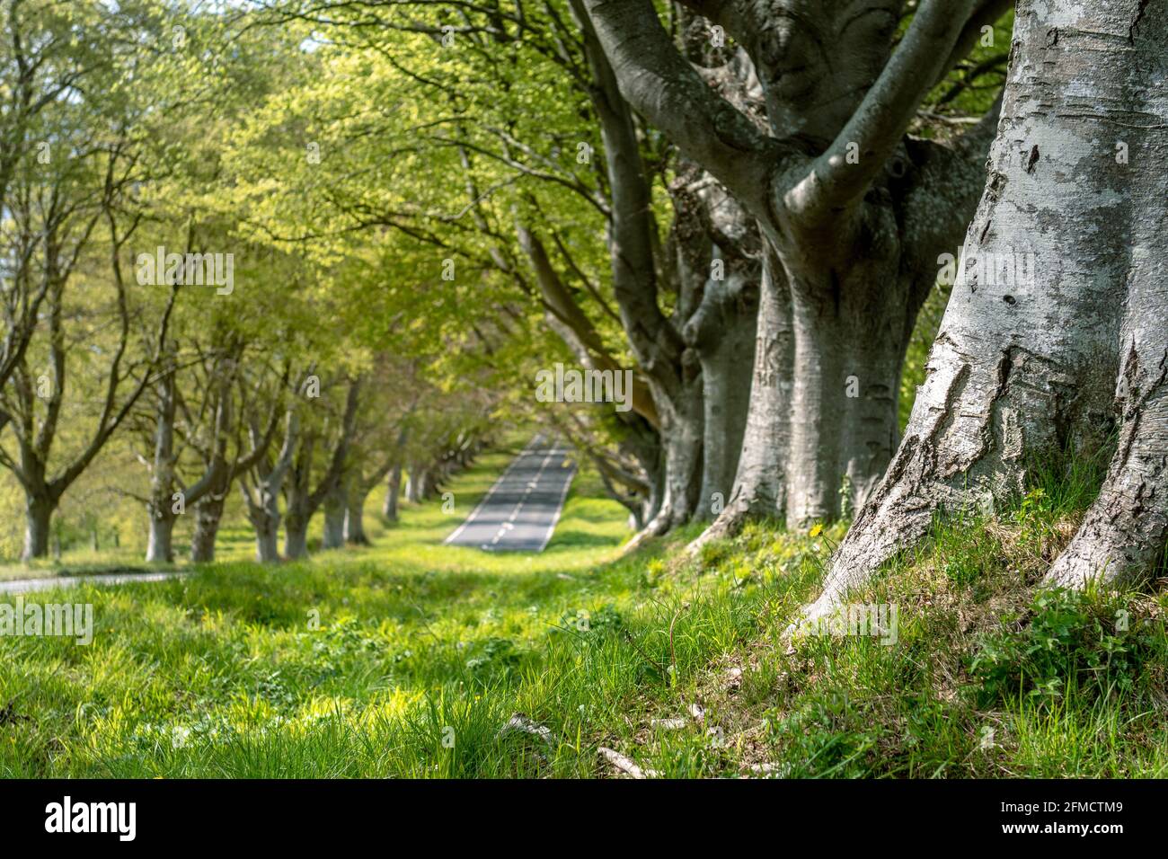 Buchengesäumte Allee in Kingston Lacy, Dorset Stockfoto