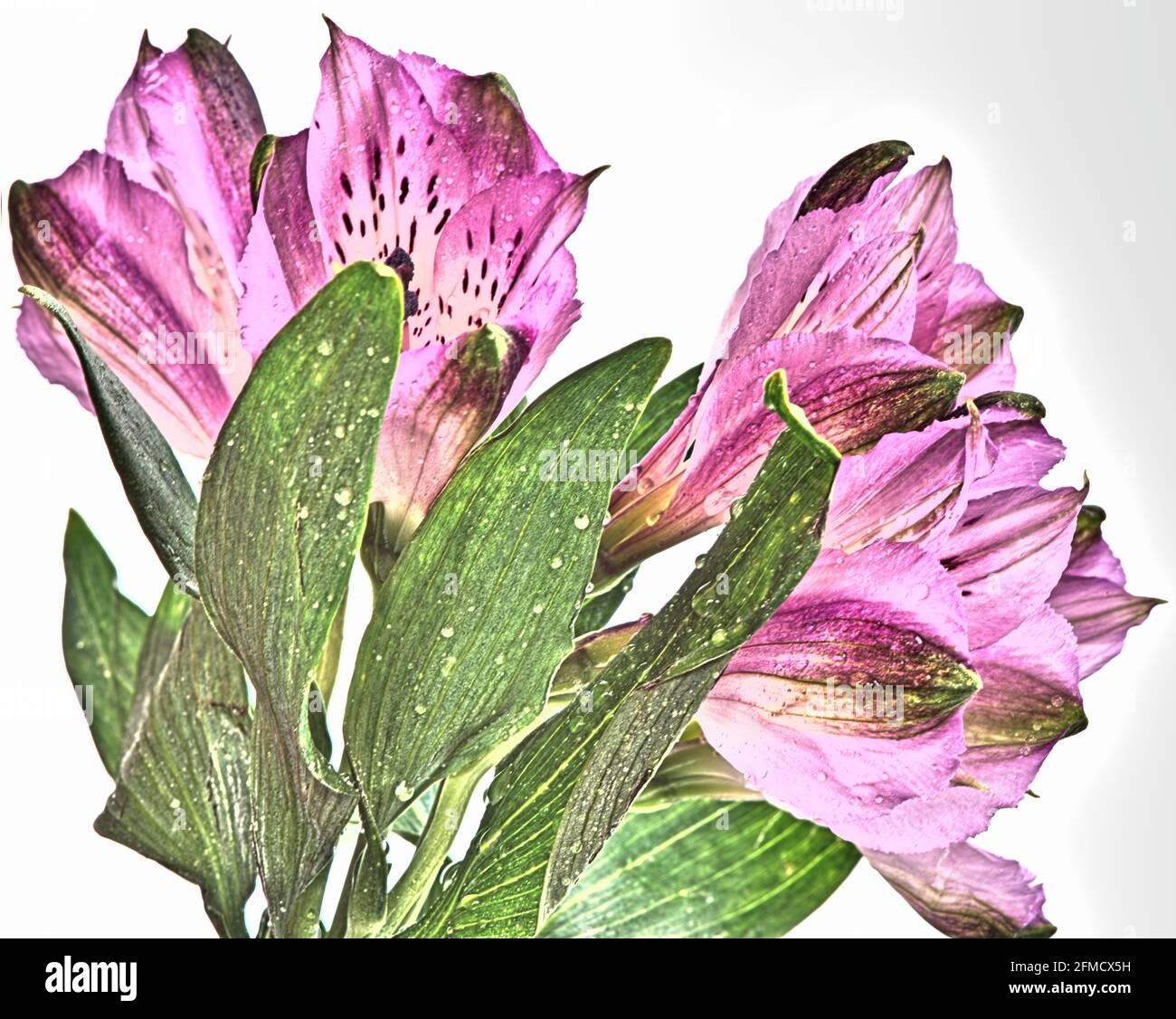 Alstroemerias-Blumen, die mit der HDR-Technik (High Dynamic Range) auf weißem Hintergrund aufgenommen wurden und eine verträumte Qualität verleihen. Stockfoto