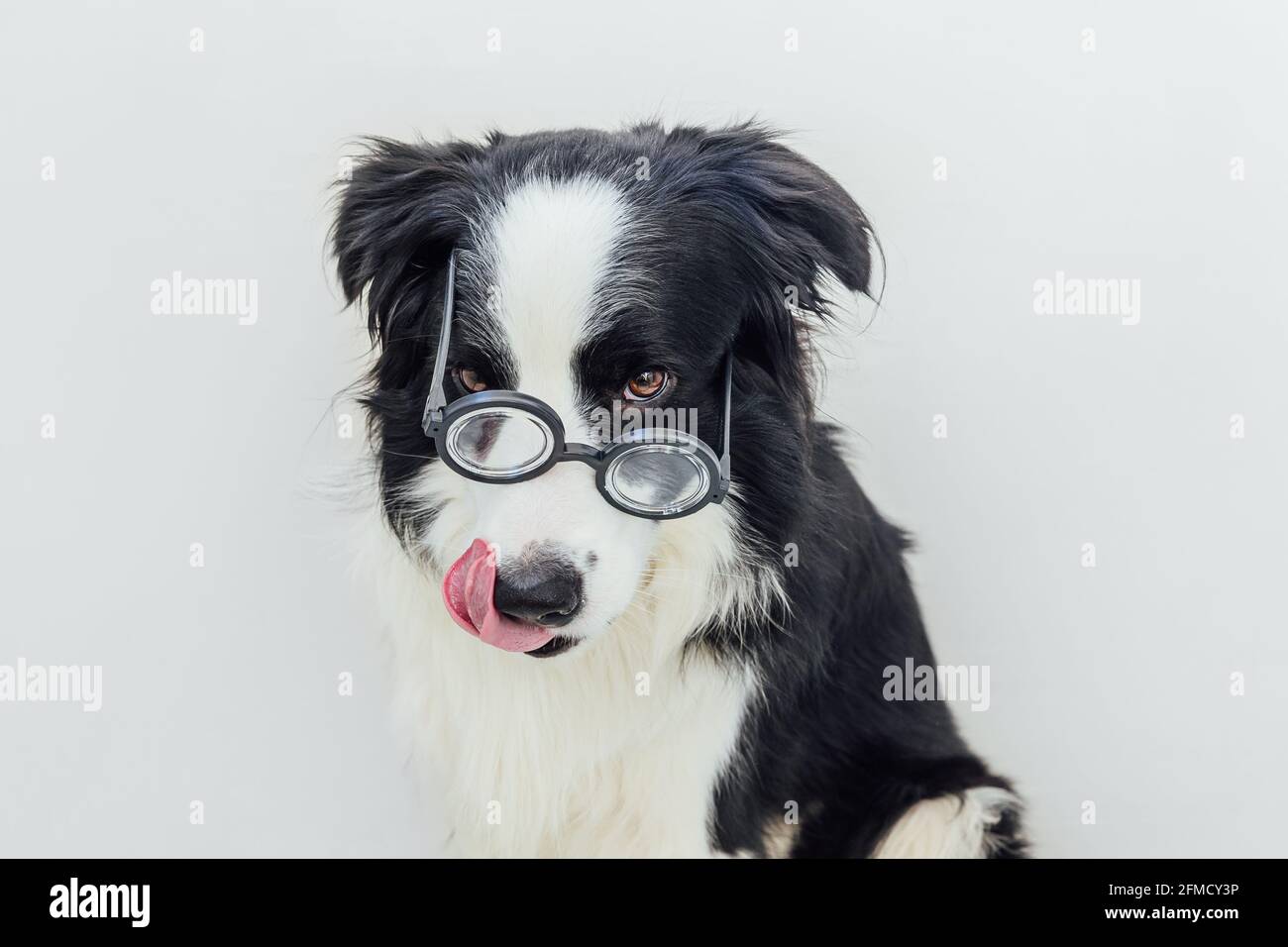 Lustige Porträt von Welpen Hund Grenze Collie in komischen Brillen isoliert auf weißem Hintergrund. Kleiner Hund, der in einer Brille starrt, wie ein Student Professor Doct Stockfoto
