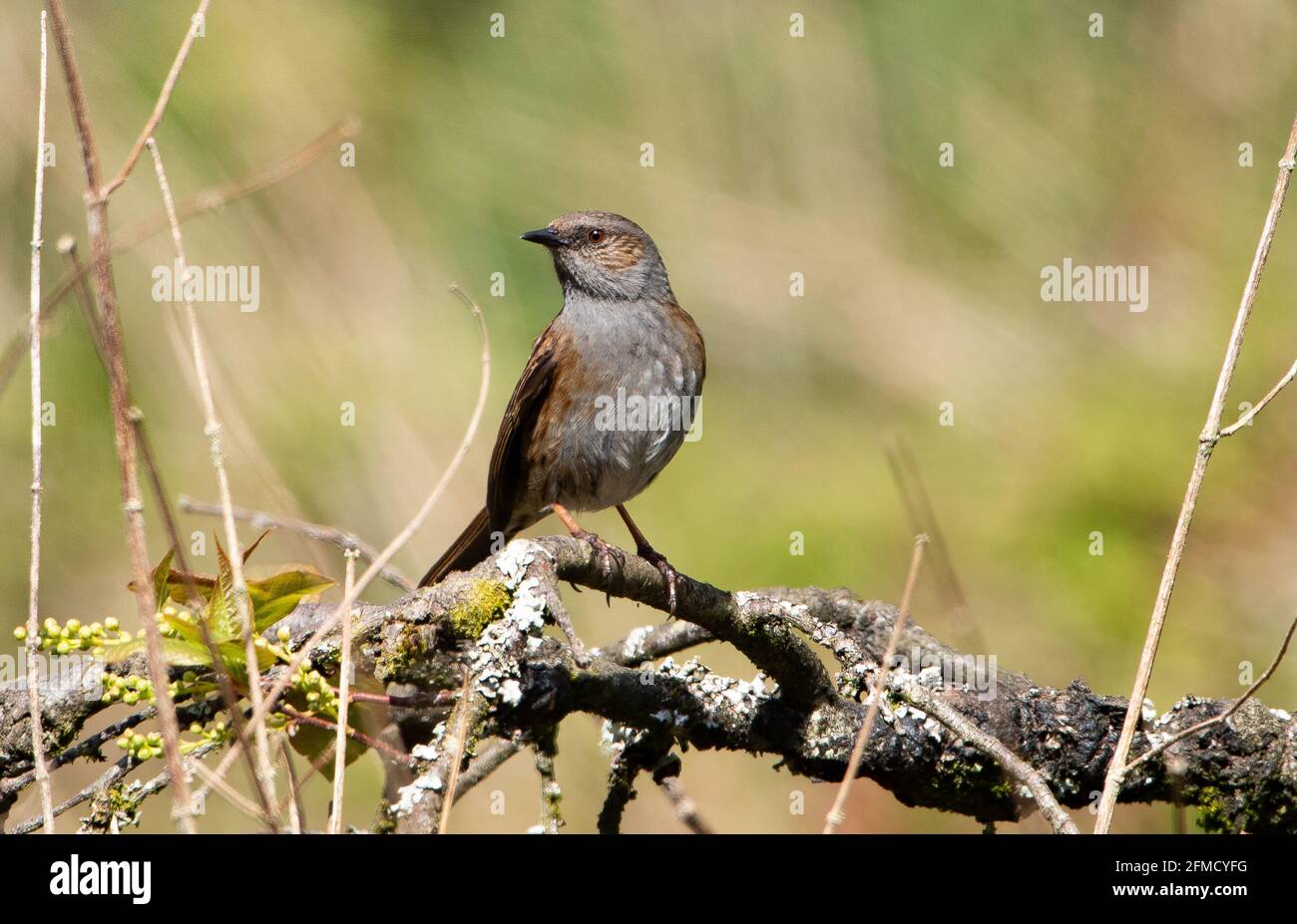 Ein Dunnock auf einer Hecke, Chipping, Preston, Lancashire, England, VEREINIGTES KÖNIGREICH. Stockfoto