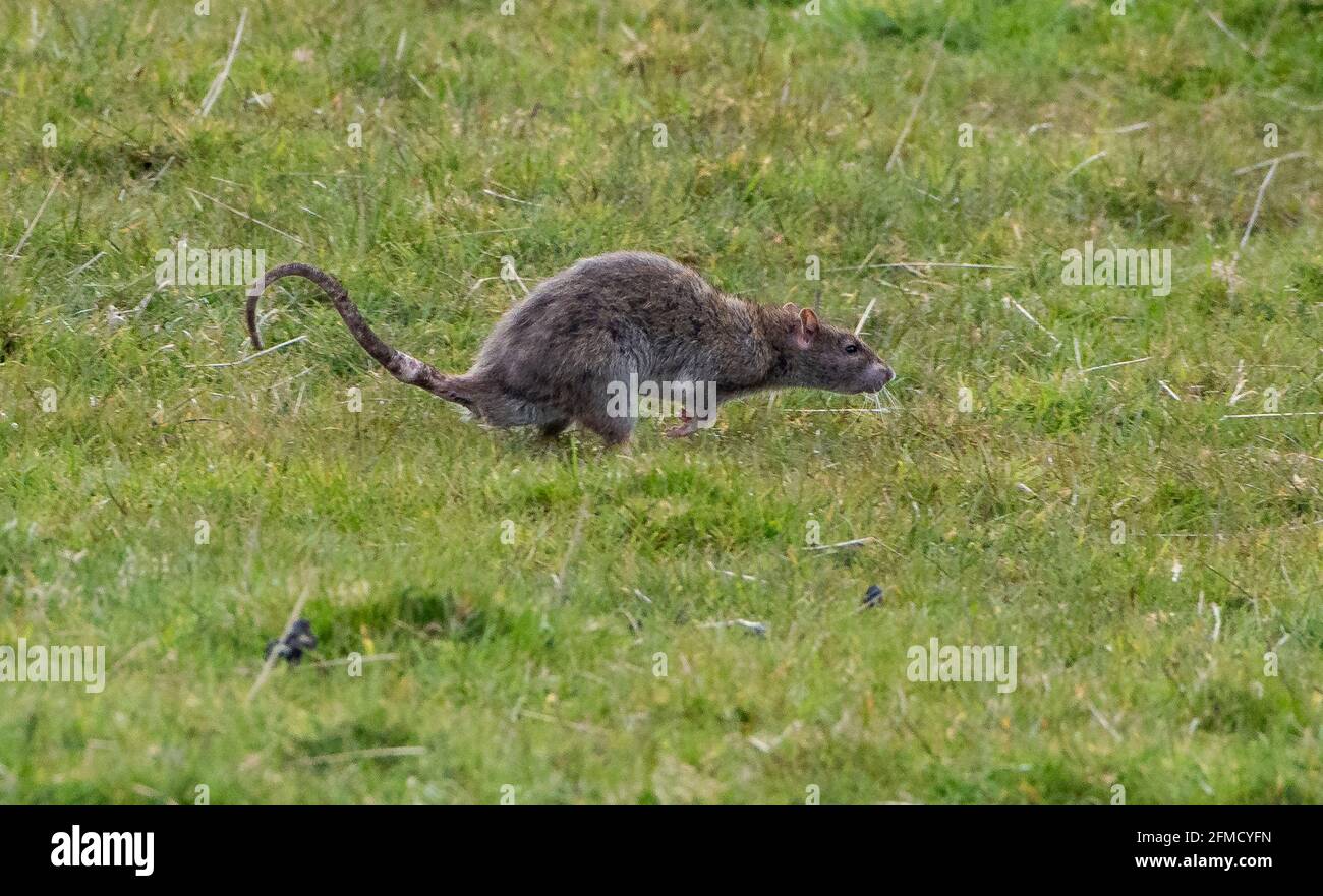 Eine Ratte auf einem Feld, Chipping, Preston, Lancashire, Großbritannien Stockfoto