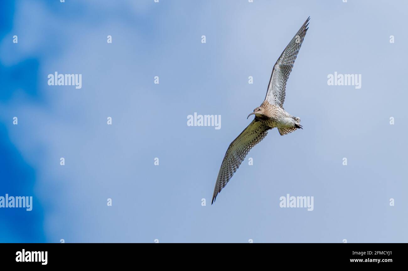 Ein Curlew, der über Felder fliegt, Chipping, Preston, Lancashire, Großbritannien Stockfoto
