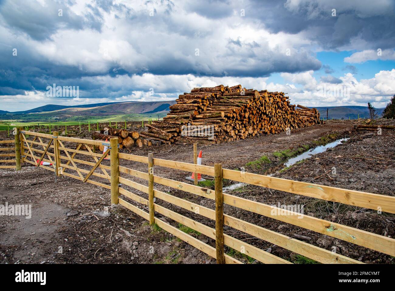 Stapel von Forststämmen bereit zur Sammlung, Cow Ark, Clitheroe, Lancashire, UK. Stockfoto