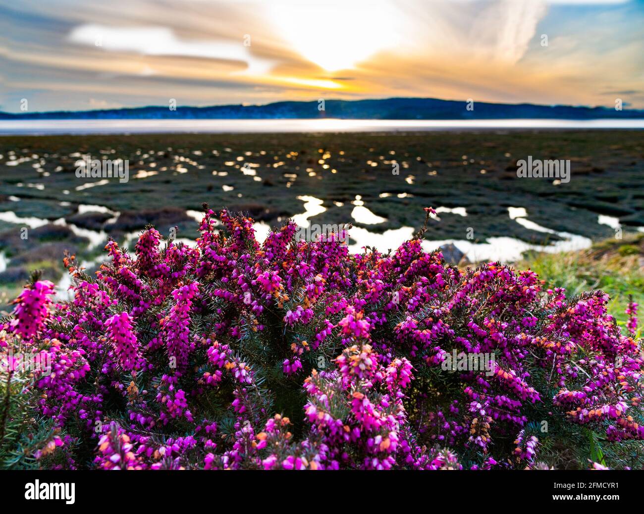 Heidekraut bei Sonnenuntergang, Arnside, Cumbria, Großbritannien Stockfoto