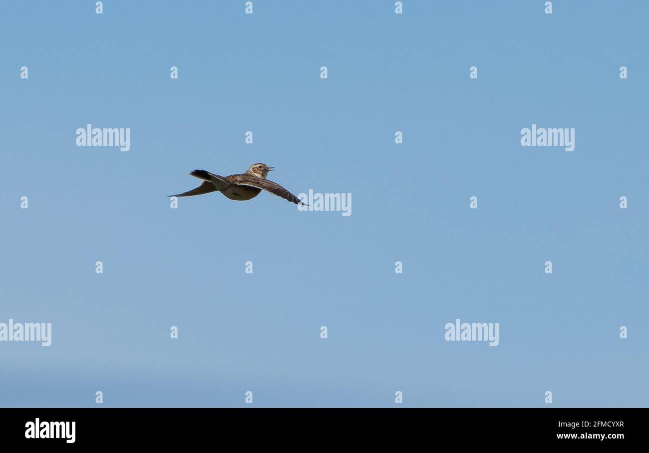 Eine Skylark fliegende, Chipping, Preston, Lancashire, Großbritannien Stockfoto