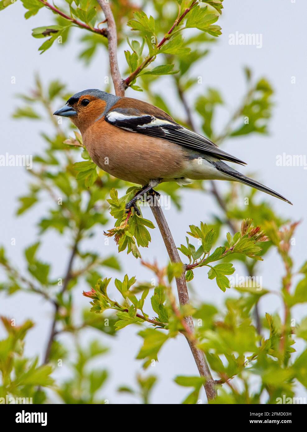 Ein männlicher Chaffinch, Chipping, Preston, Lancashire, Großbritannien Stockfoto