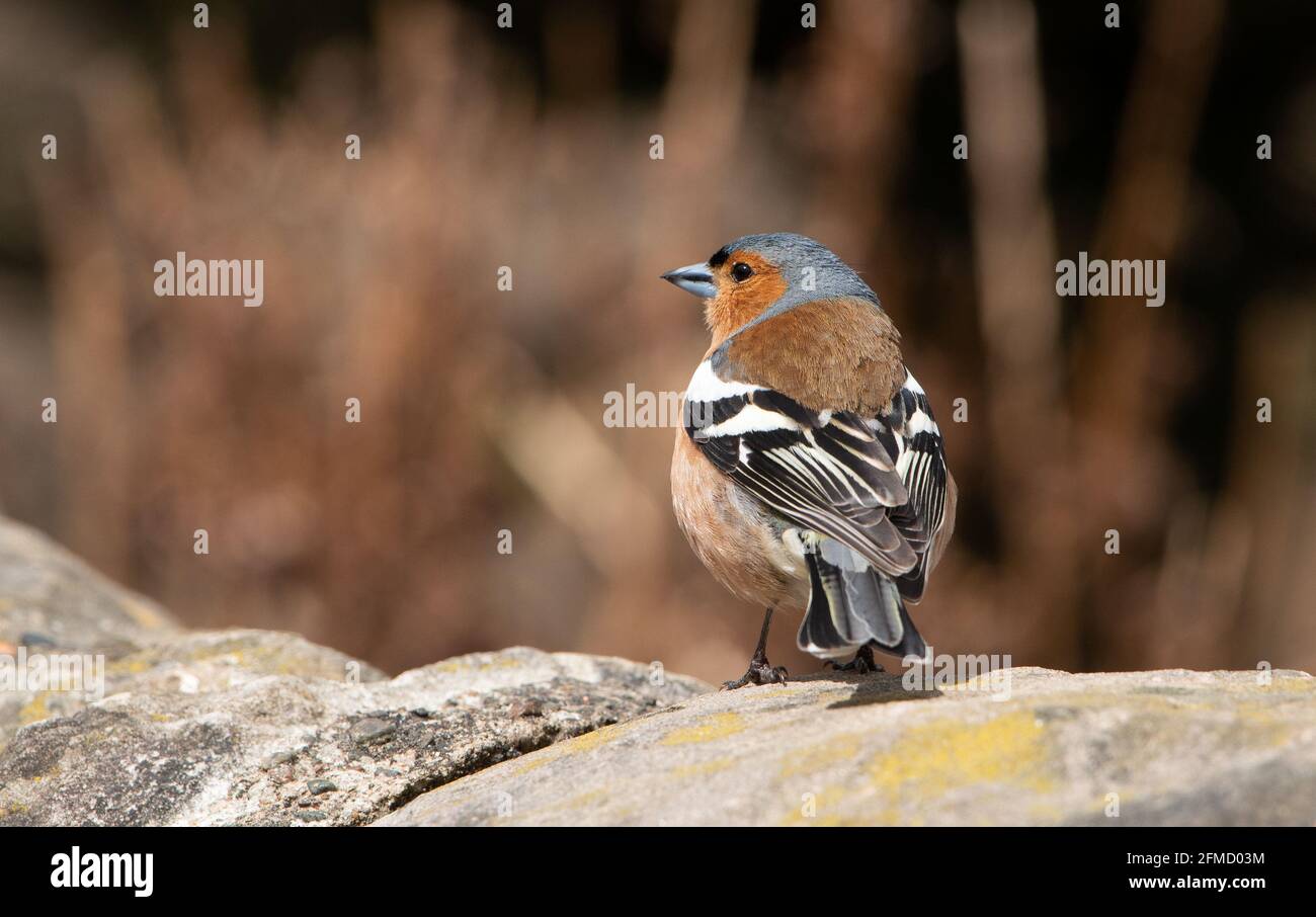 Ein männlicher Chaffinch an einer Wand, Chipping, Preston, Lancashire, Großbritannien Stockfoto