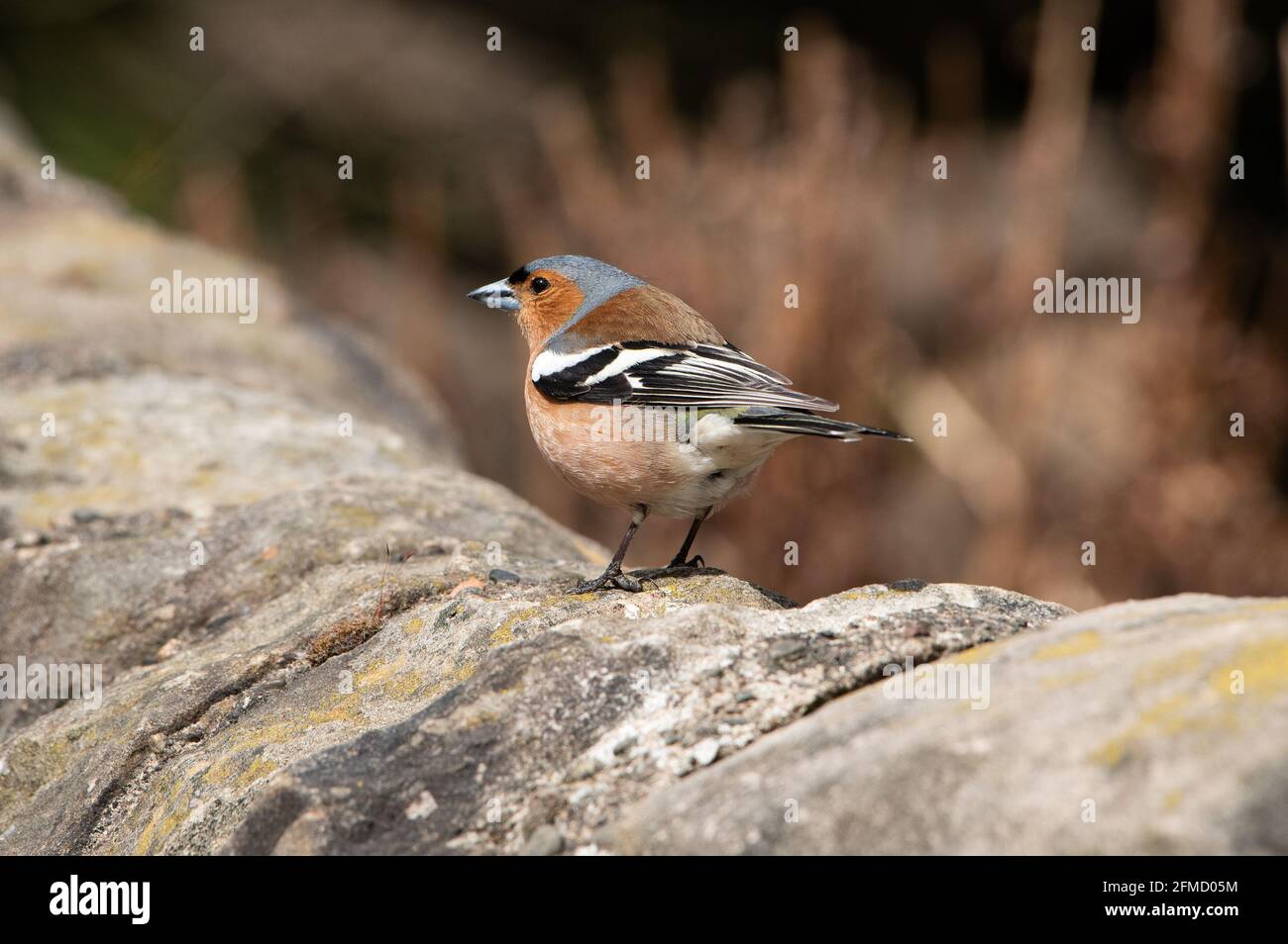 Ein männlicher Chaffinch an einer Wand, Chipping, Preston, Lancashire, Großbritannien Stockfoto
