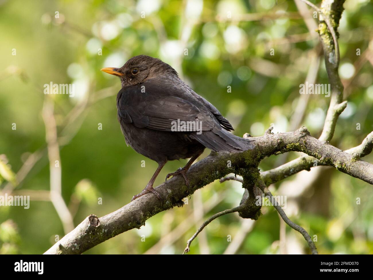 Eine weibliche Blackbird, Chipping, Preston, Lancashire, Großbritannien Stockfoto
