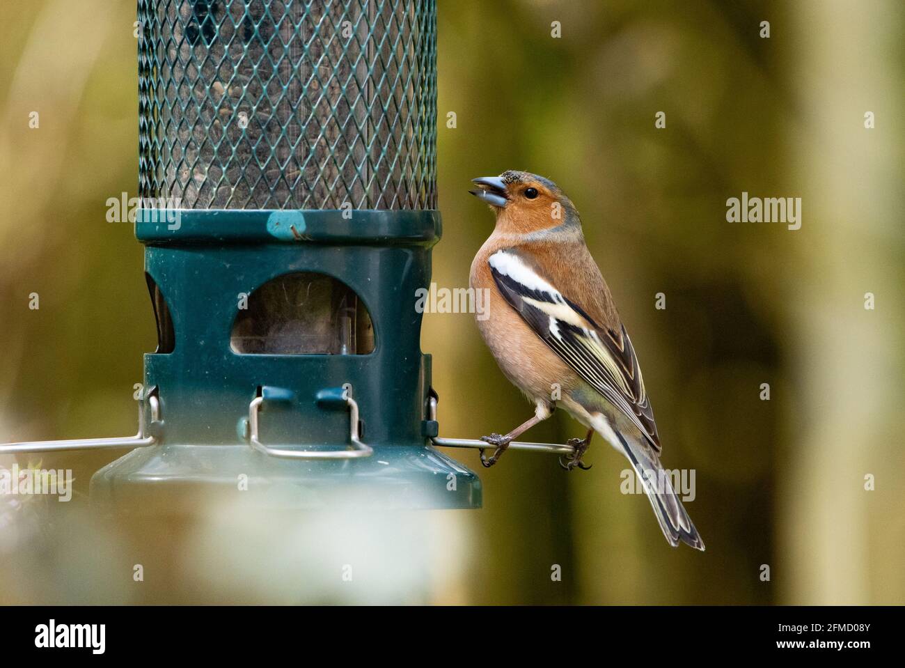 Ein männlicher Chaffinch, der von einem Futterhäuschen, Chipping, Preston, Lancashire, ernährt wird. Stockfoto