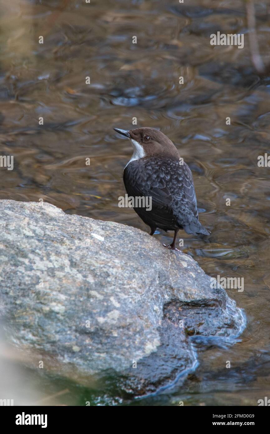 Dipper (Cinclus cinclus), River Don, Inverurie, Aberdeenshire, Schottland, VEREINIGTES KÖNIGREICH Stockfoto