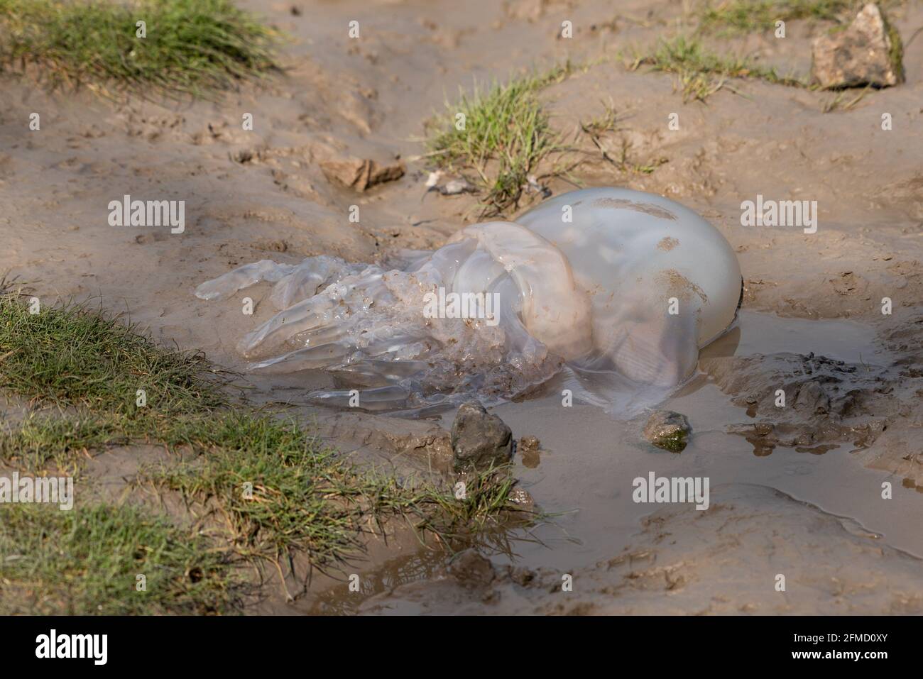 Eine Barrel-Qualle, die am Ufer, Arnside, Cumbria, ausgewaschen wurde. Stockfoto