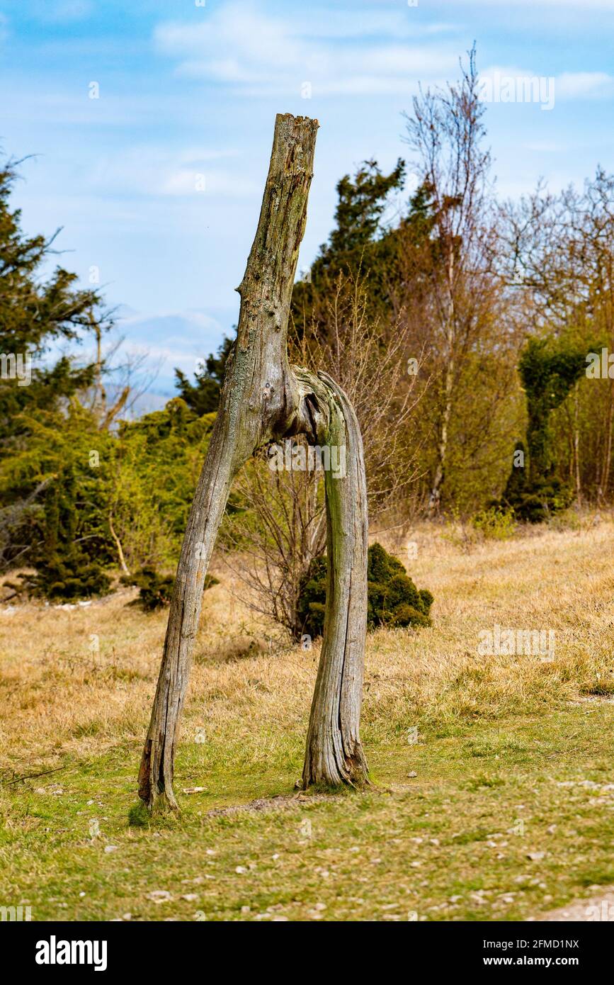 Geknüpfte Lärche auf Arnside Knott, Arnside, Cumbria, Großbritannien Stockfoto