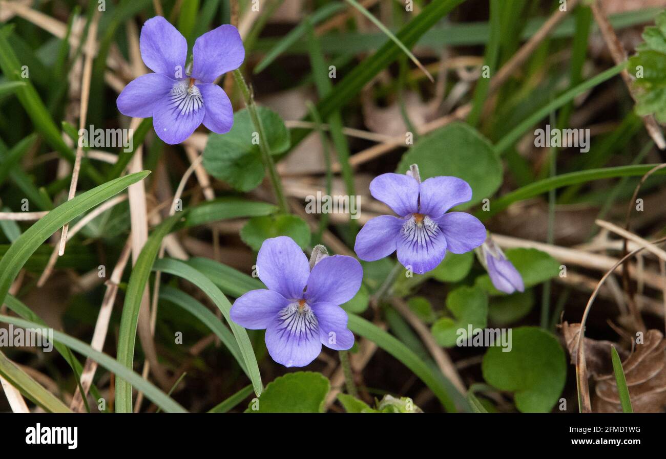 Frühe blau-violette Blüten, Arnside, Cumbria, Großbritannien. Stockfoto