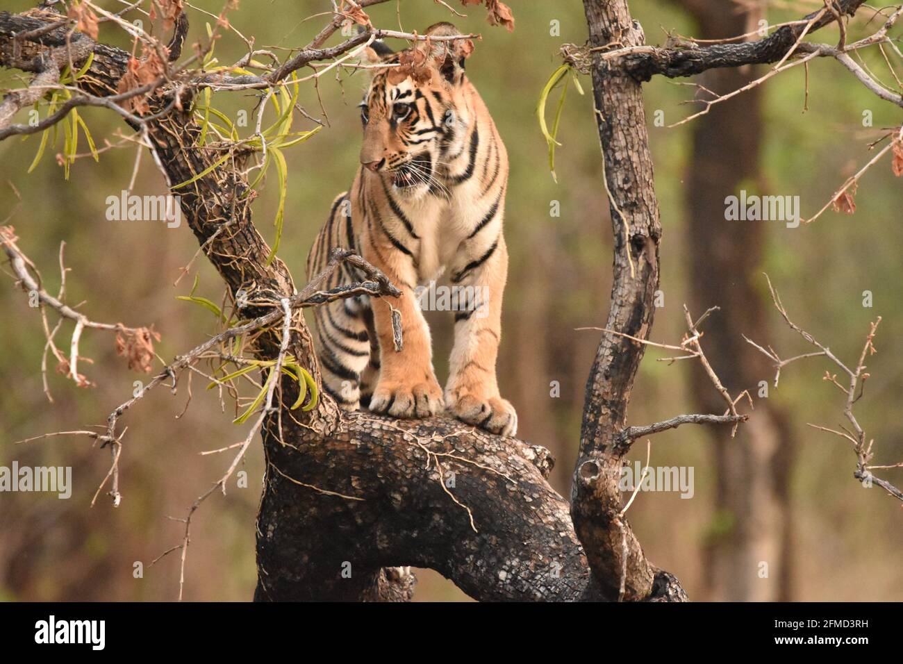 Tiger on Tree - Dies ist selten Sichtung von Tiger klettert auf Baum. Er beobachtet sein Königreich von oben. Tiger lieben Wasser als Bäume, aber Jungen versuchen es. Stockfoto