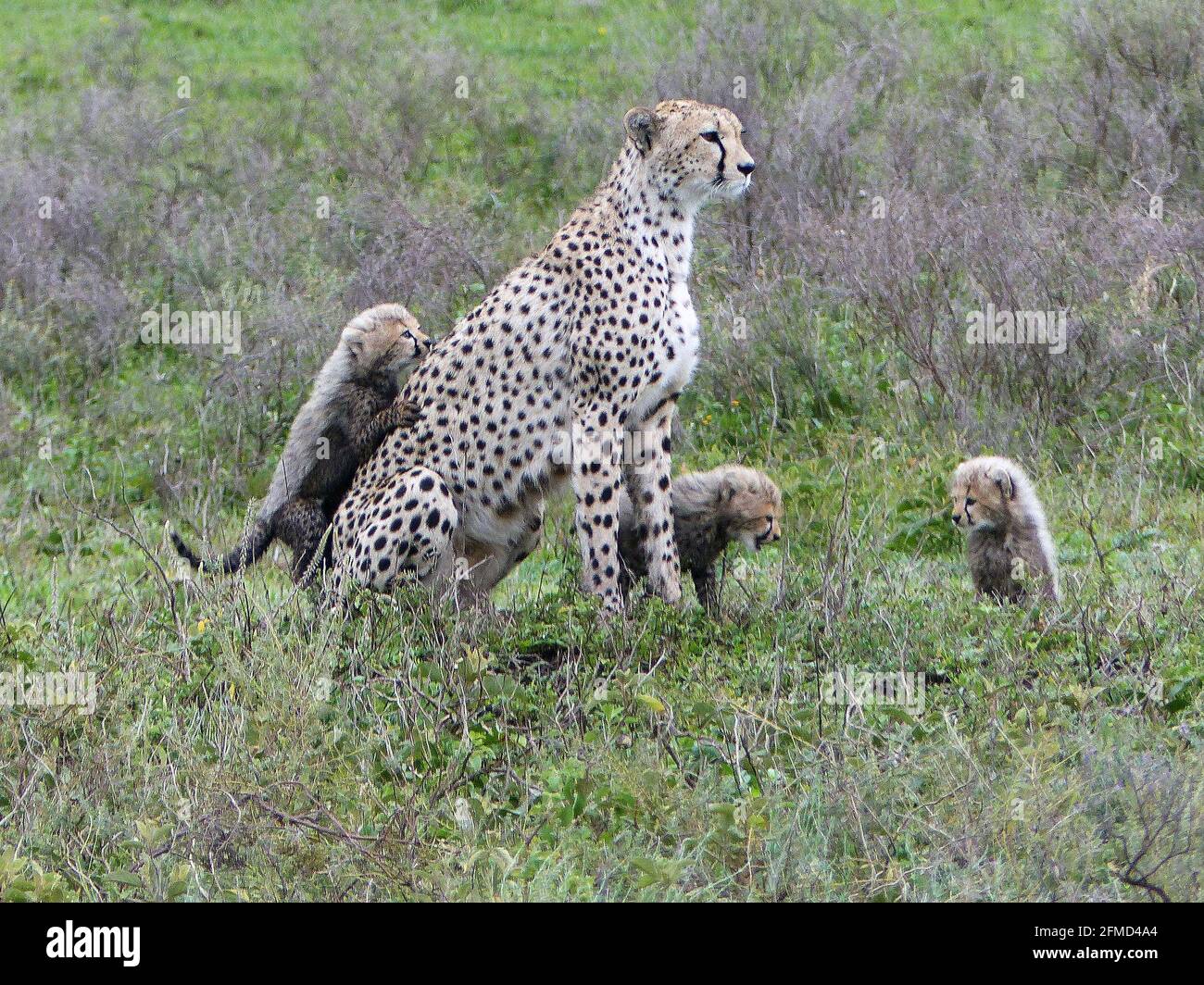 Mutter Gepard und ihre Jungen im hohen Gras der Savanne Tansania Ostafrika Stockfoto