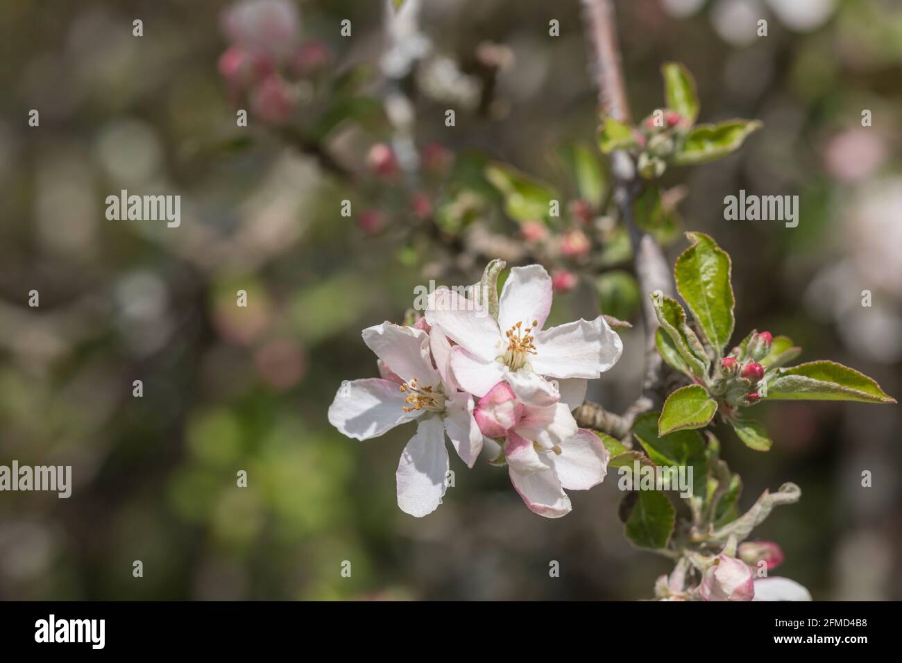 Rosafarbene weiße Blütenblätter von Apfelblüten / Apfelblüten, die in freier Wildbahn im Frühling wachsen, Sonnenschein + Kopierraum. Baum sehr alt und mit Flechten bedeckt. Stockfoto