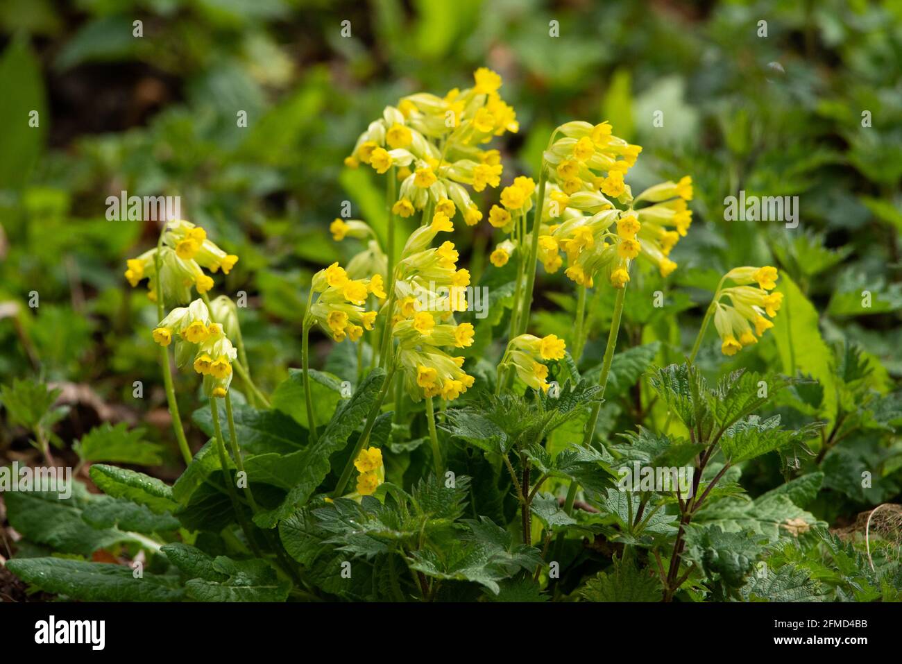 Cowslips, Chipping, Preston, Lancashire, Großbritannien. Stockfoto