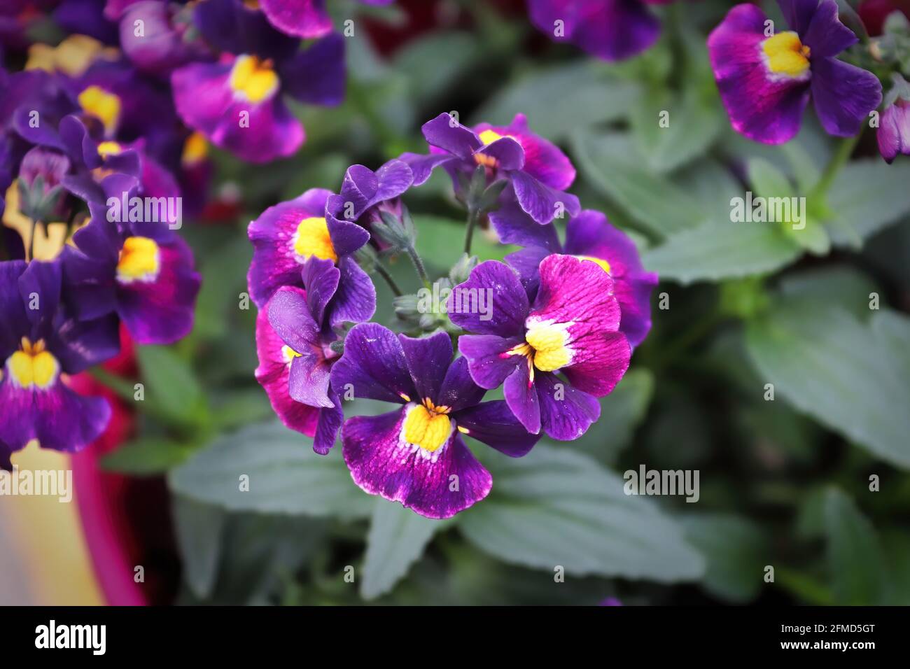 Nahaufnahme einer purpurnen Nemesia-Pflanze in einem Topf Stockfoto