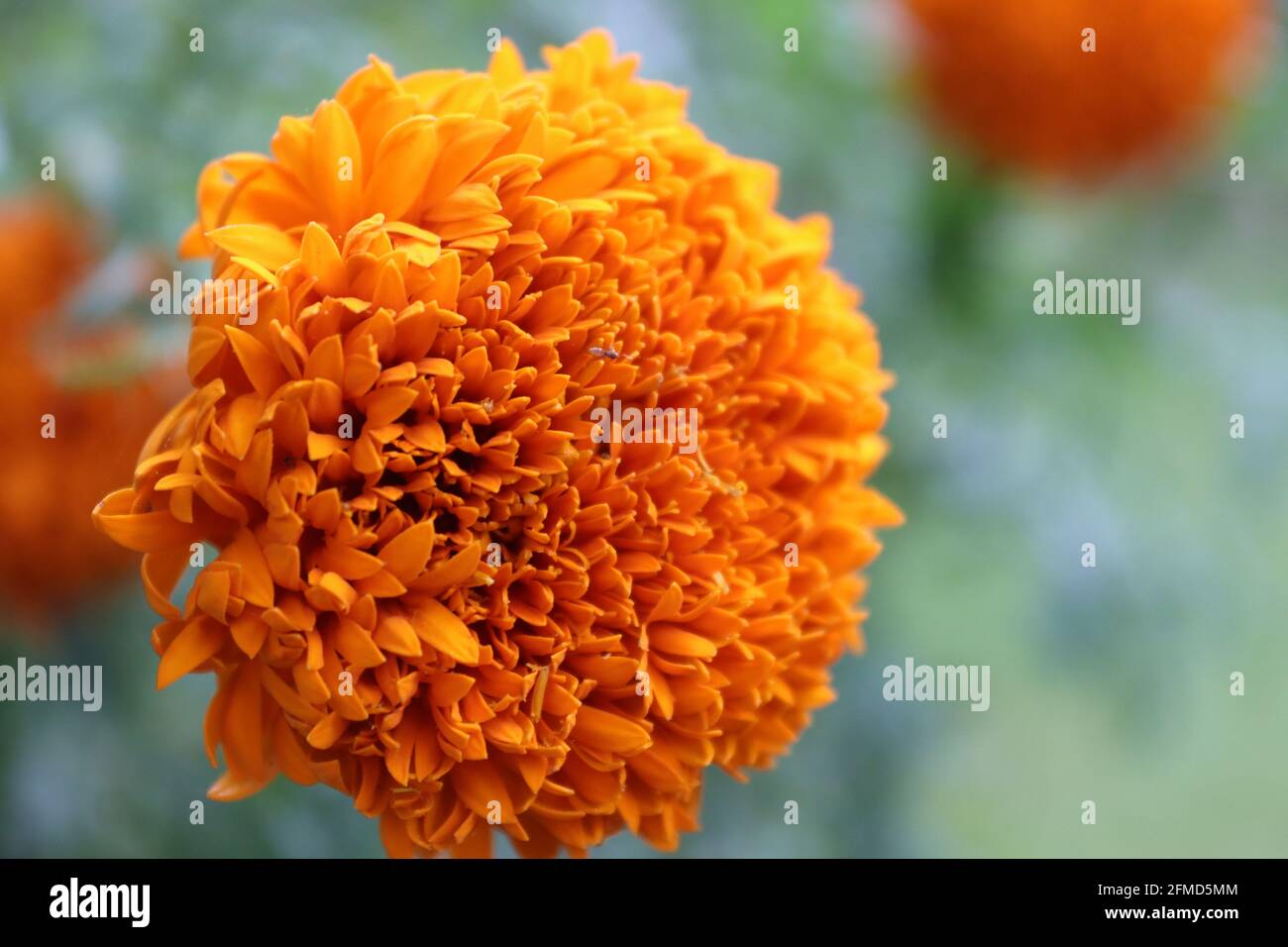 Das blüht in der Sonne im Sommer in Sri Lanka. Stockfoto