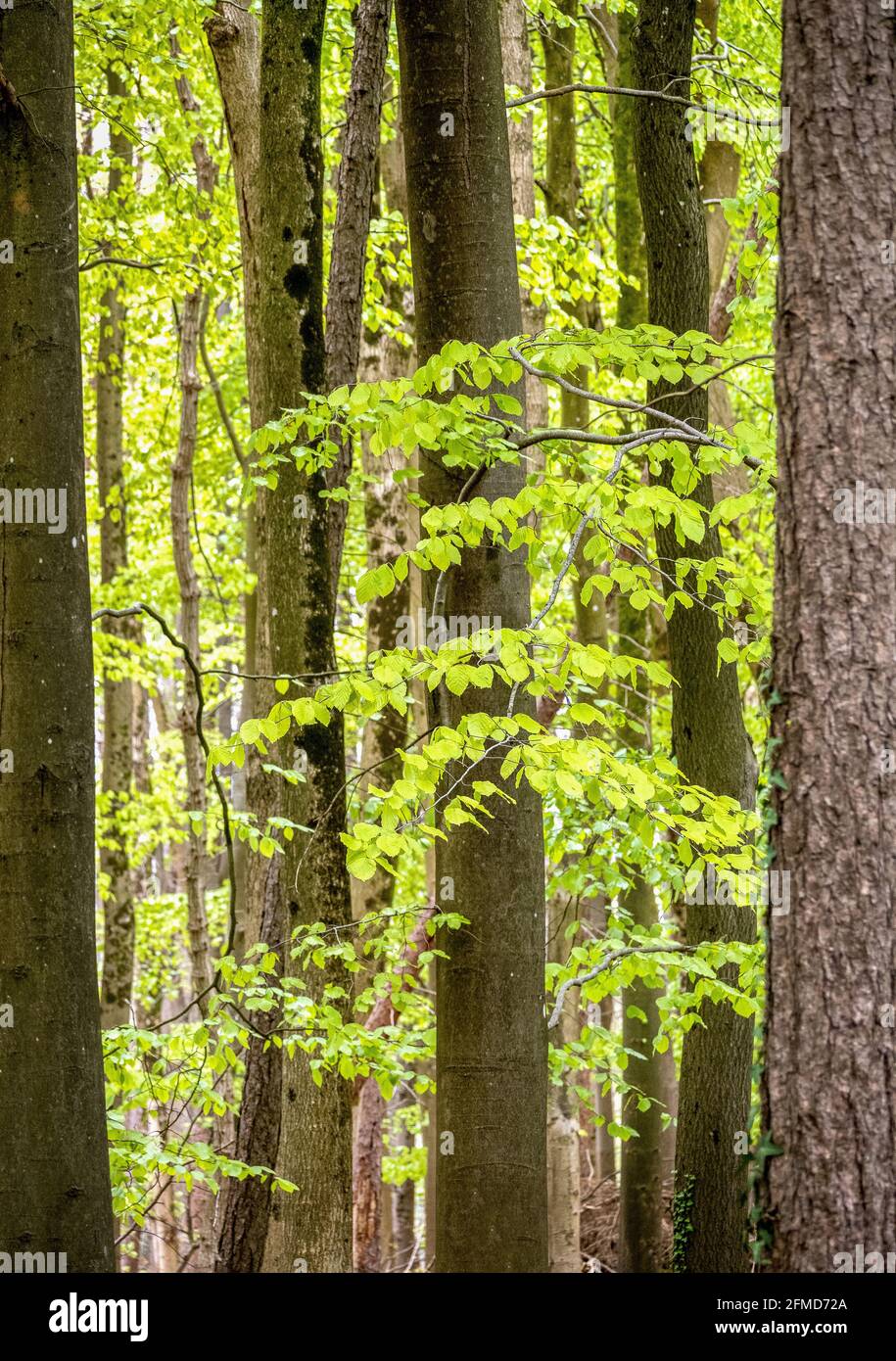 Frisch auftauchte Buchenblätter in einem englischen Holz Stockfoto