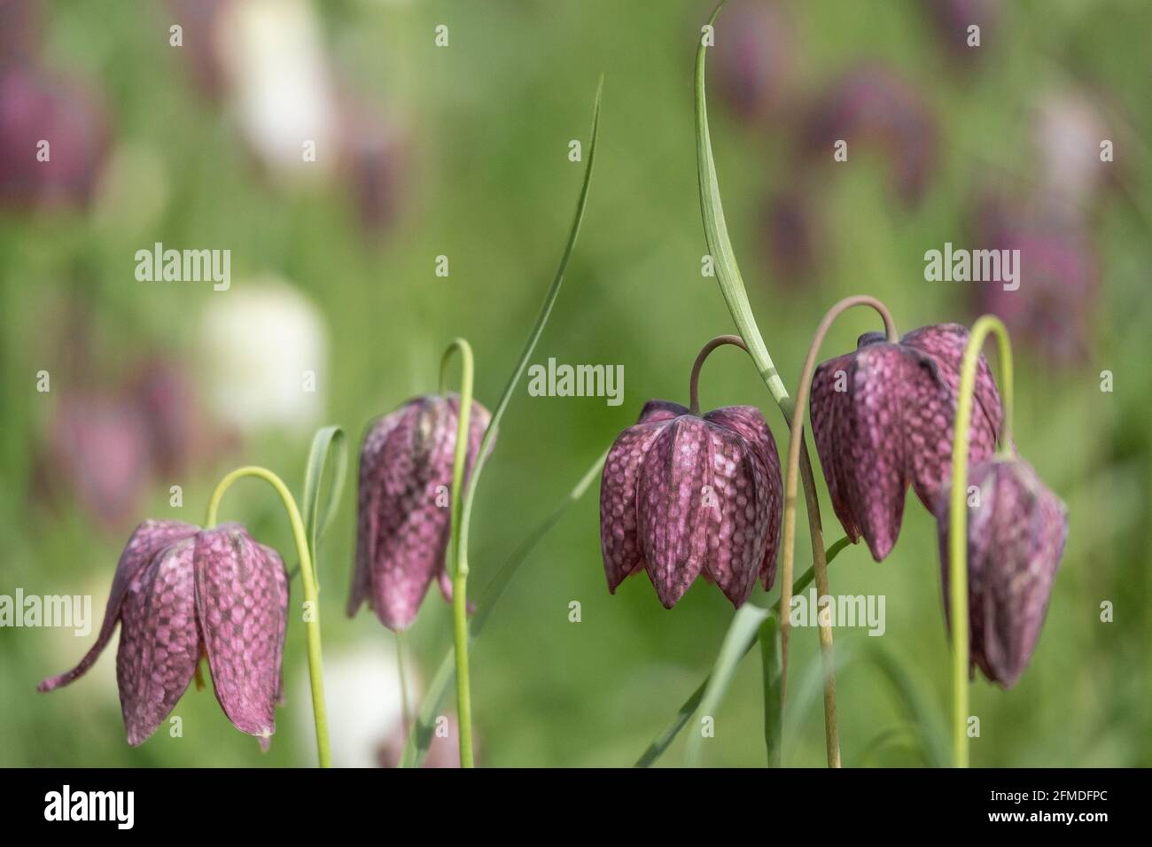 Snake’s Head Fritillary Fritillaria meleagris wächst in einem Garten. Stockfoto