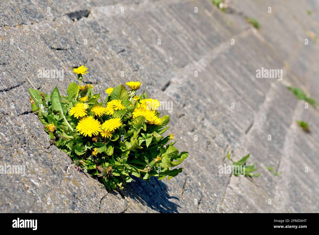 Dandelion (taraxacum officinale), Nahaufnahme einer Gruppe von Blumen, die aus einer schrägen Betonwand wachsen, die Teil der lokalen Meeresverteidigung ist. Stockfoto