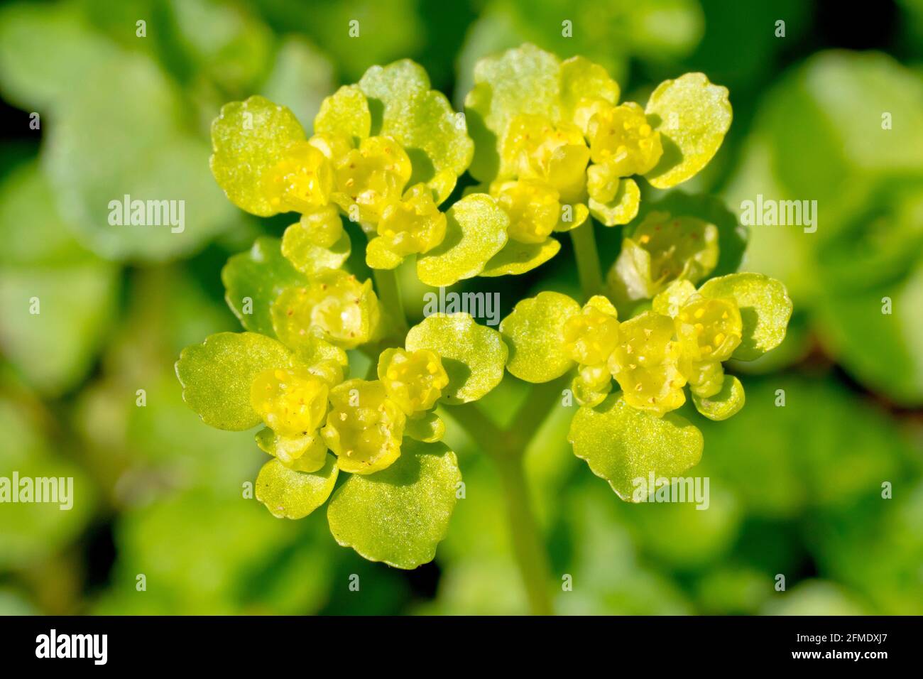 Gegenblättrige Goldsaxifrage (Chrysoplenium oppositifolium), Nahaufnahme der kleinen gelblichen Blüten der Pflanze. Stockfoto
