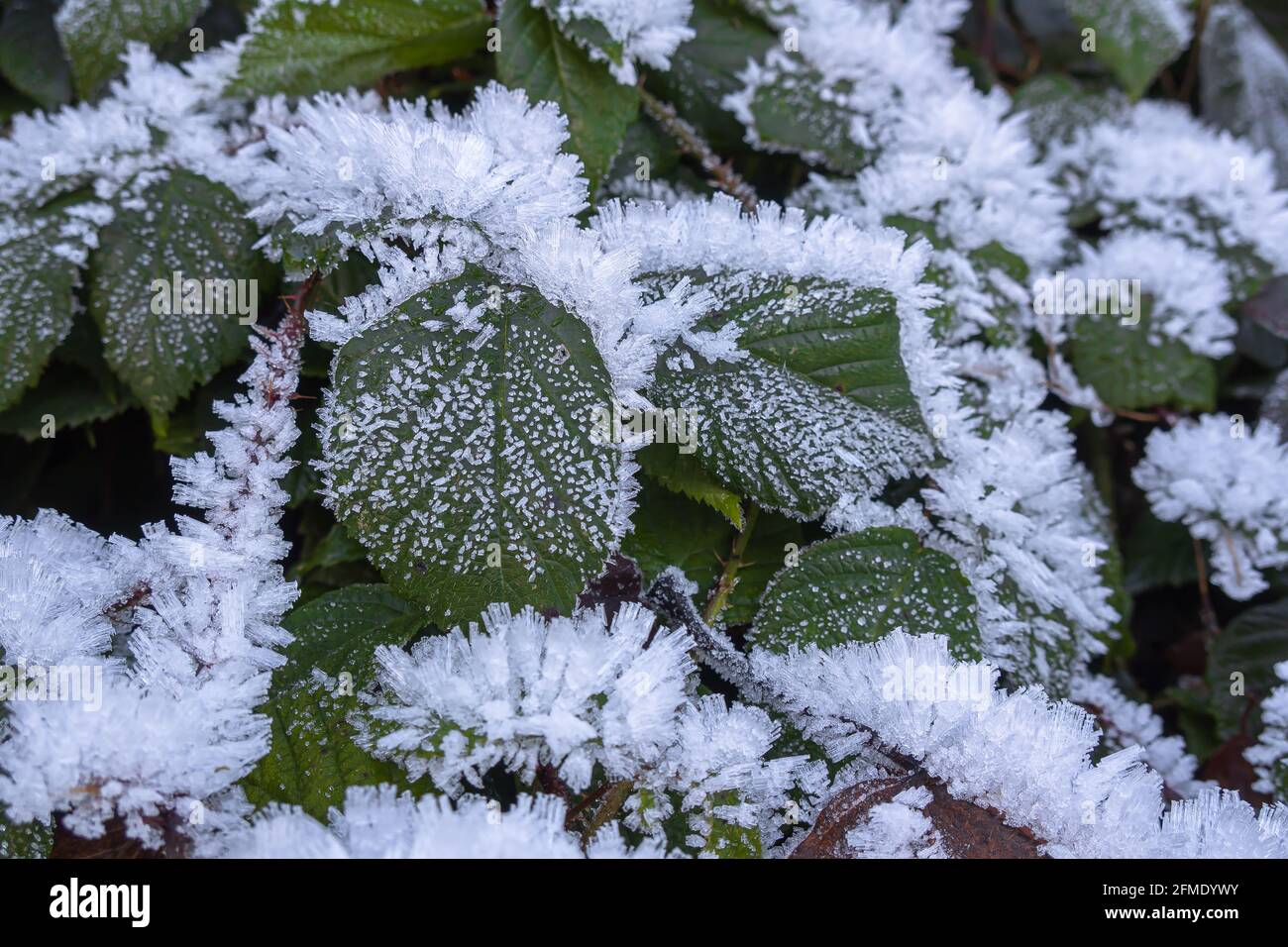 Einsiedeln, Schweiz - 25. November 2020: Winterfrost im Grünen Stockfoto