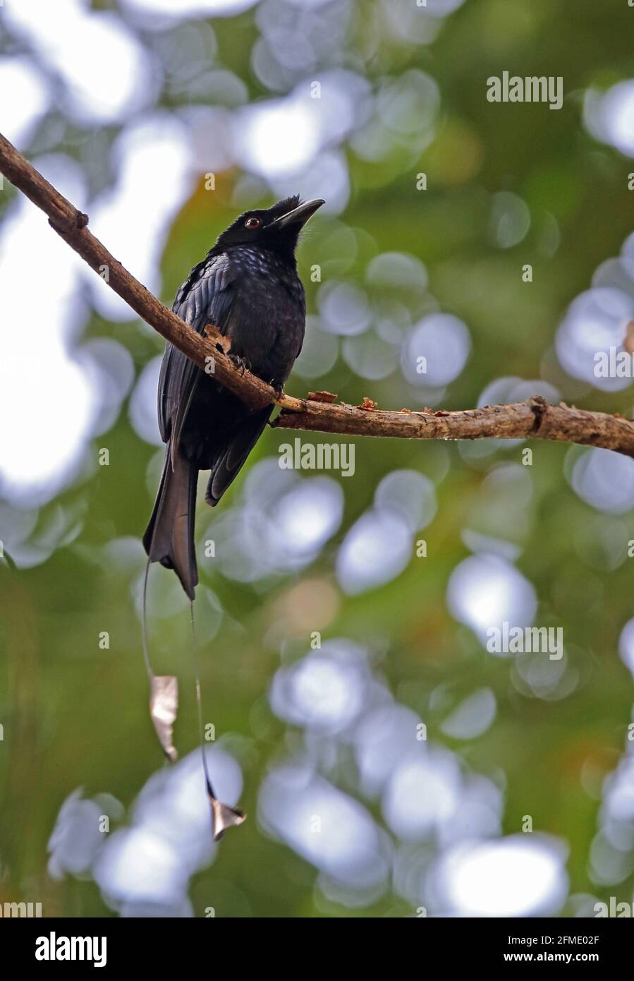 Großer Racquettailed Drongo (Dicrurus paradiseus hypoballus) Erwachsener, der auf dem Zweig Taman Negara NP, Malaysia, thront Februar Stockfoto