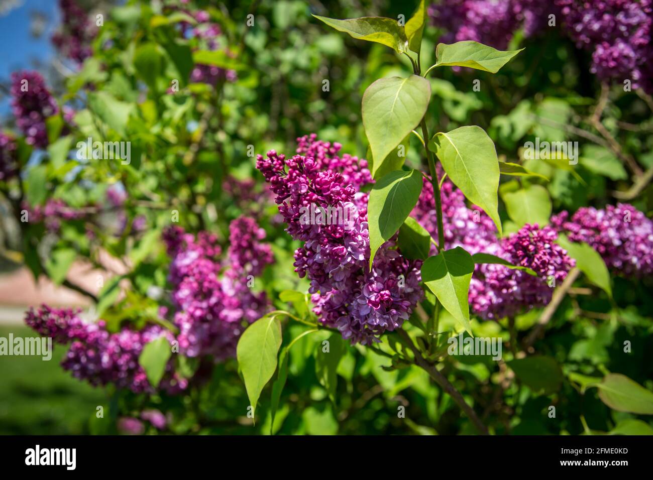 Blühender Flieder (Syringa) Stockfoto